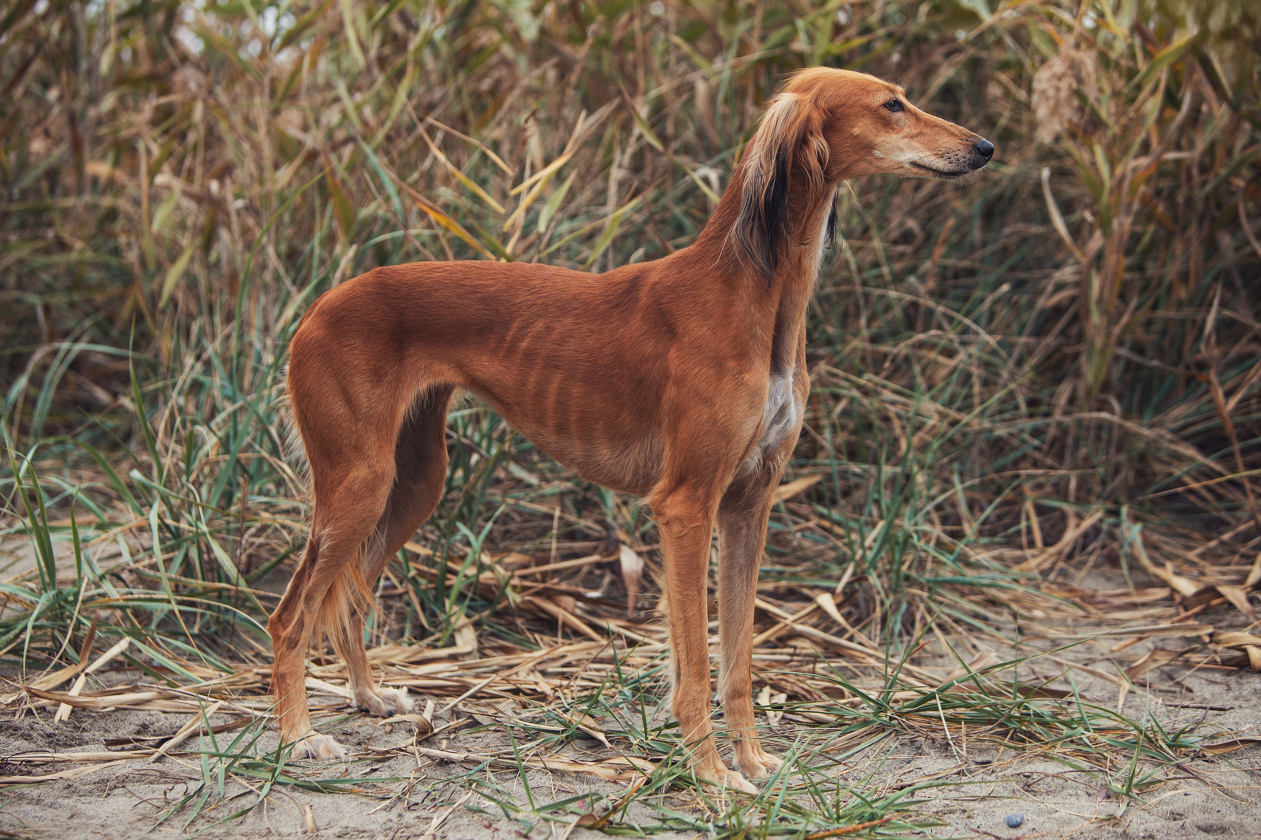 Экстерьерная Съёмка. Семейный фотограф анималист г. Находка