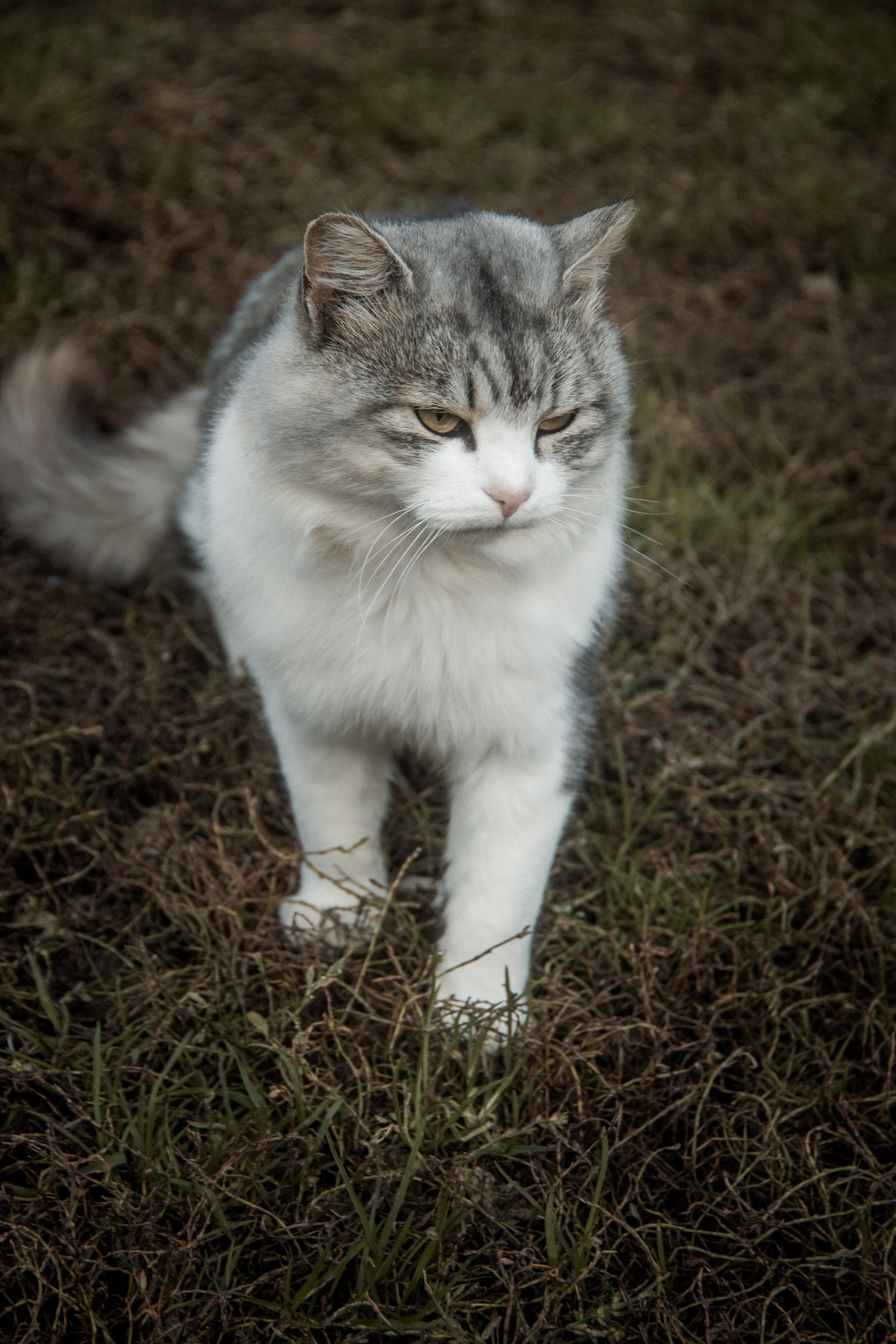 Природа/Животные