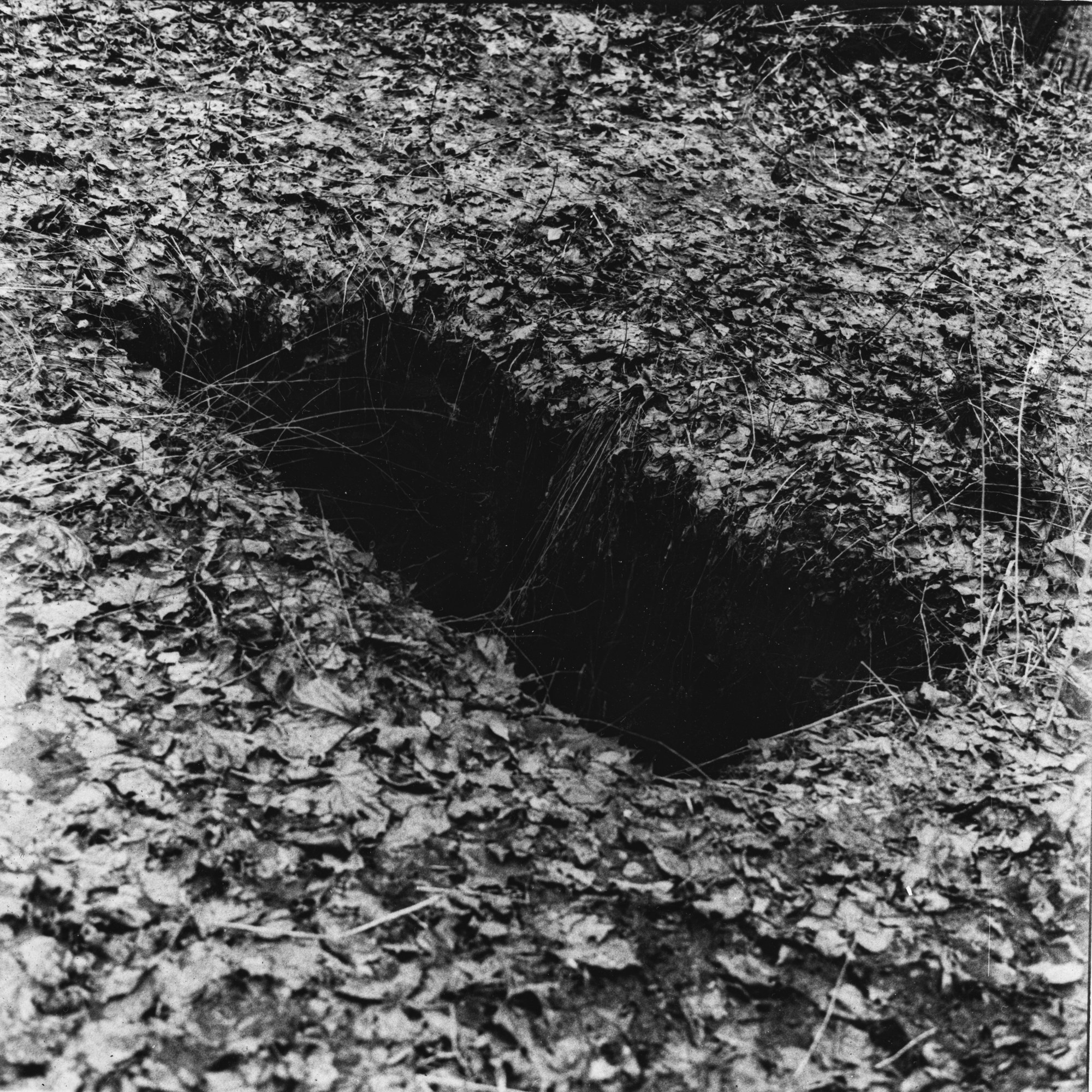 Rotten apple (ongoing). Lisa Mukhina