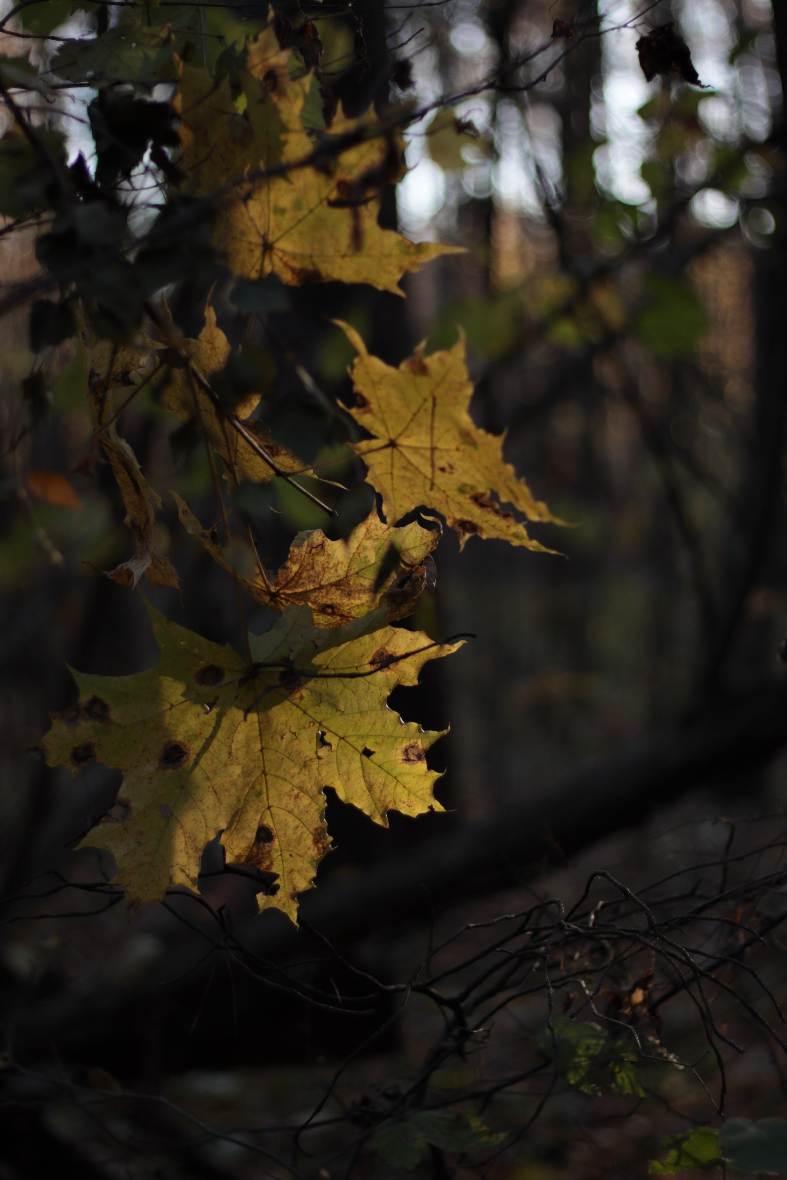 Старое природное, отбирала Katamount (Катерина Горохова). Главная