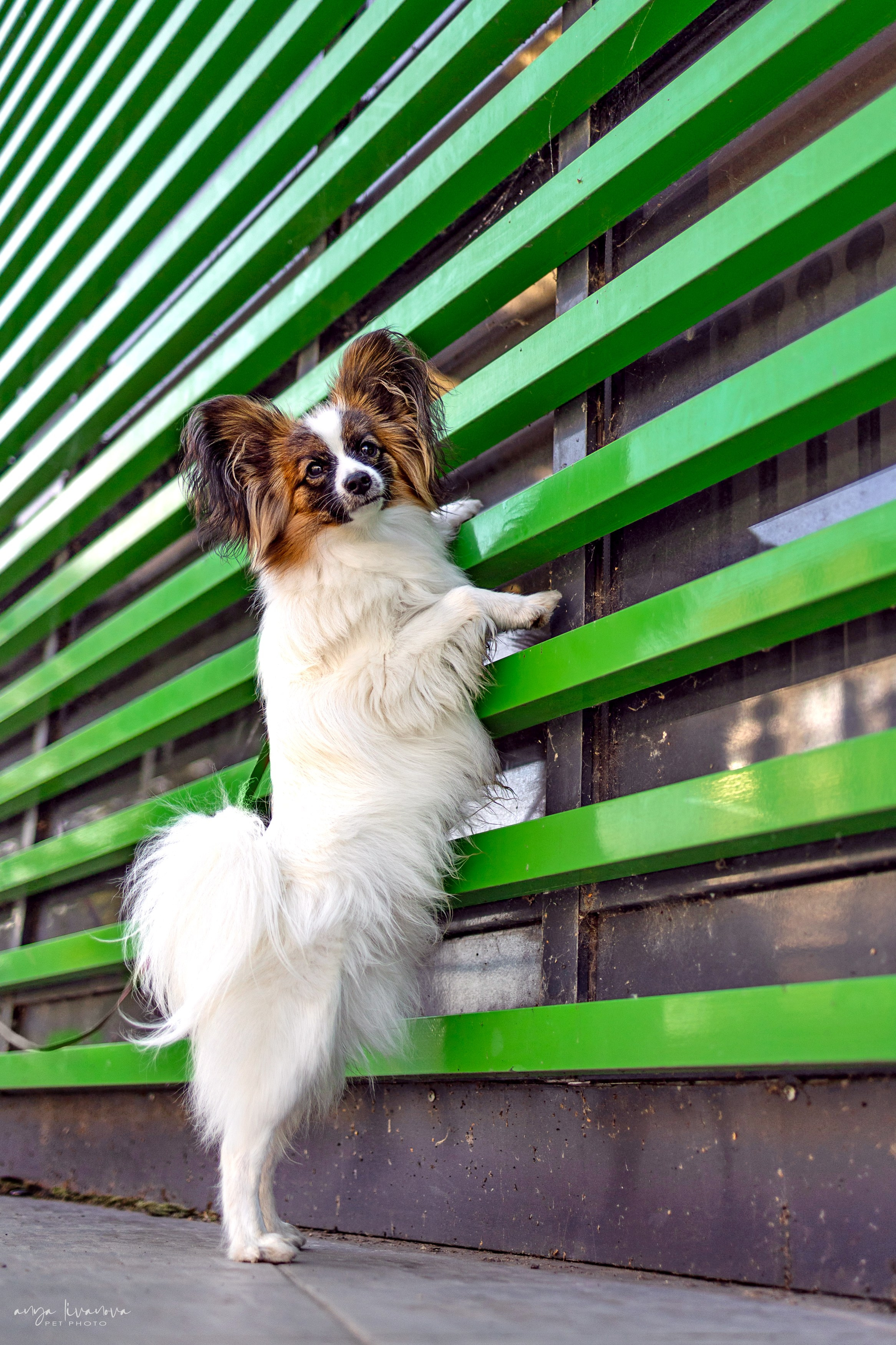 Хьюстон. Фотограф анималист Аня Ливанова | Рыбинск