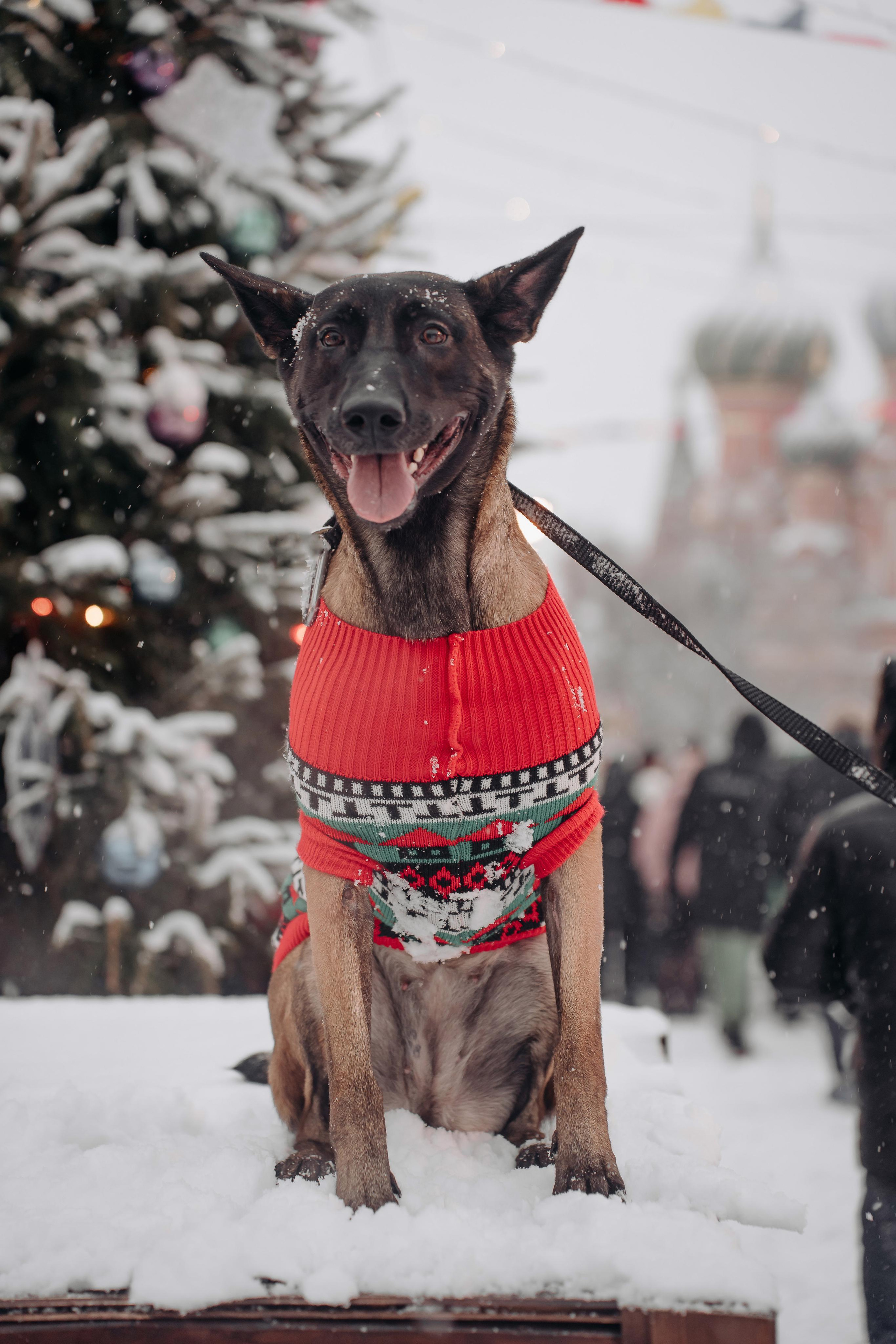 Новогодняя фотосессия на Красной площади для Мигеля и Марины