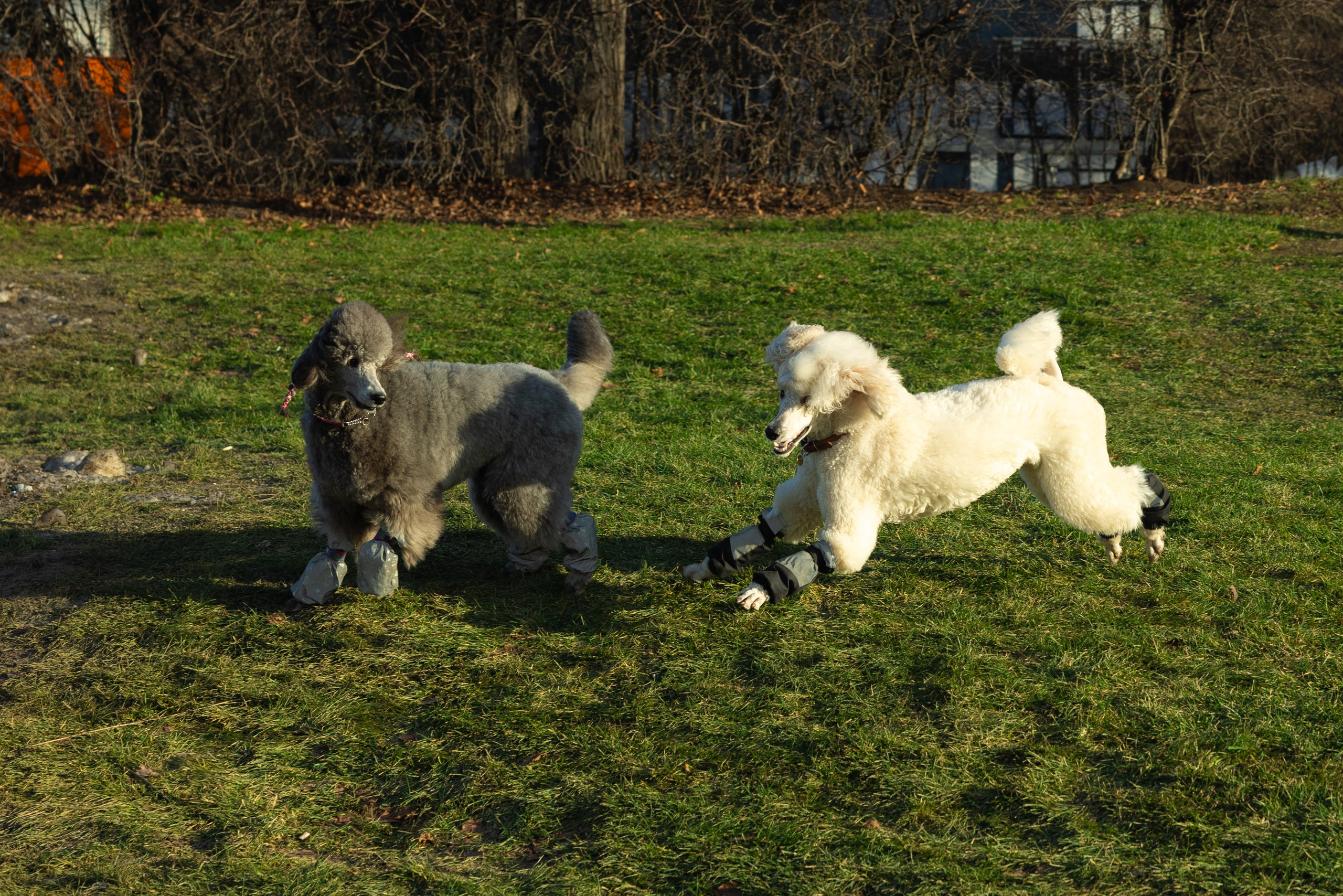 Клуб грумеров (прогулка и семинары). Виктория Зудина — фотограф в Москве