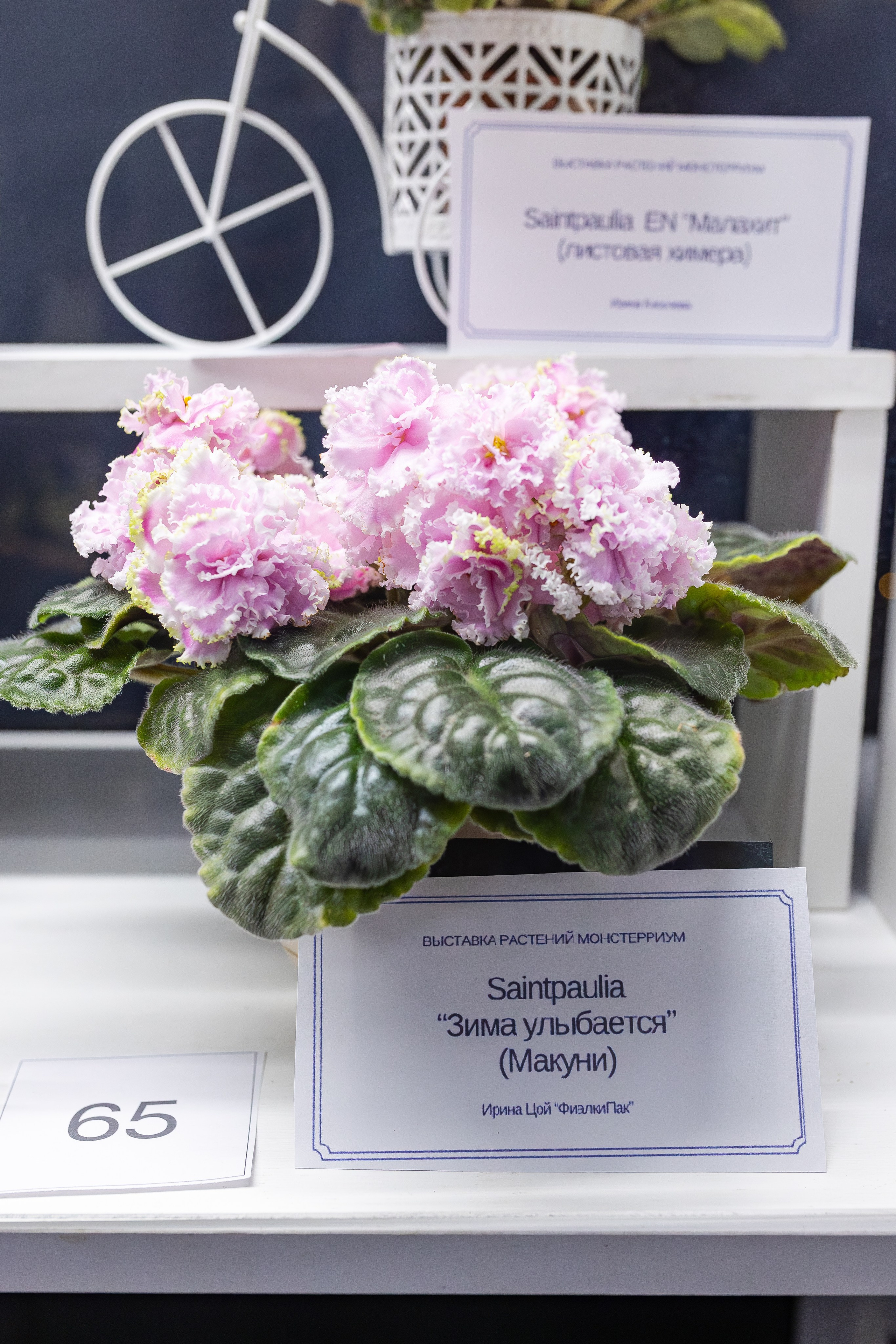 Монстериум апрель 2026. Александра Куликова фотограф, Москва