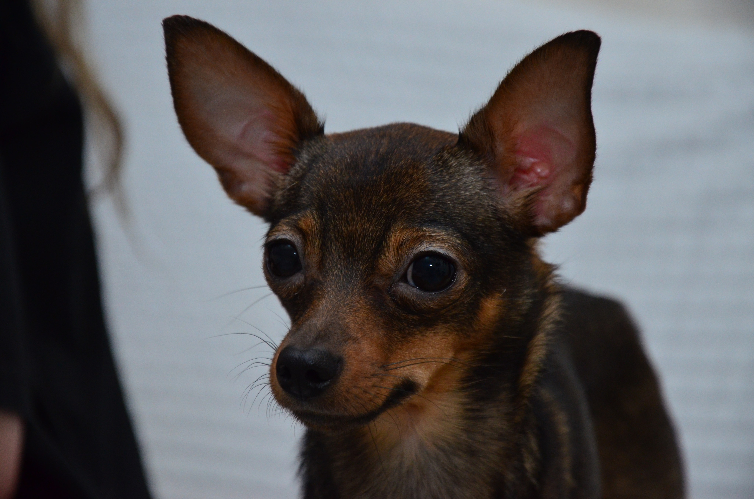 Портрет. Фотограф viktor viktor