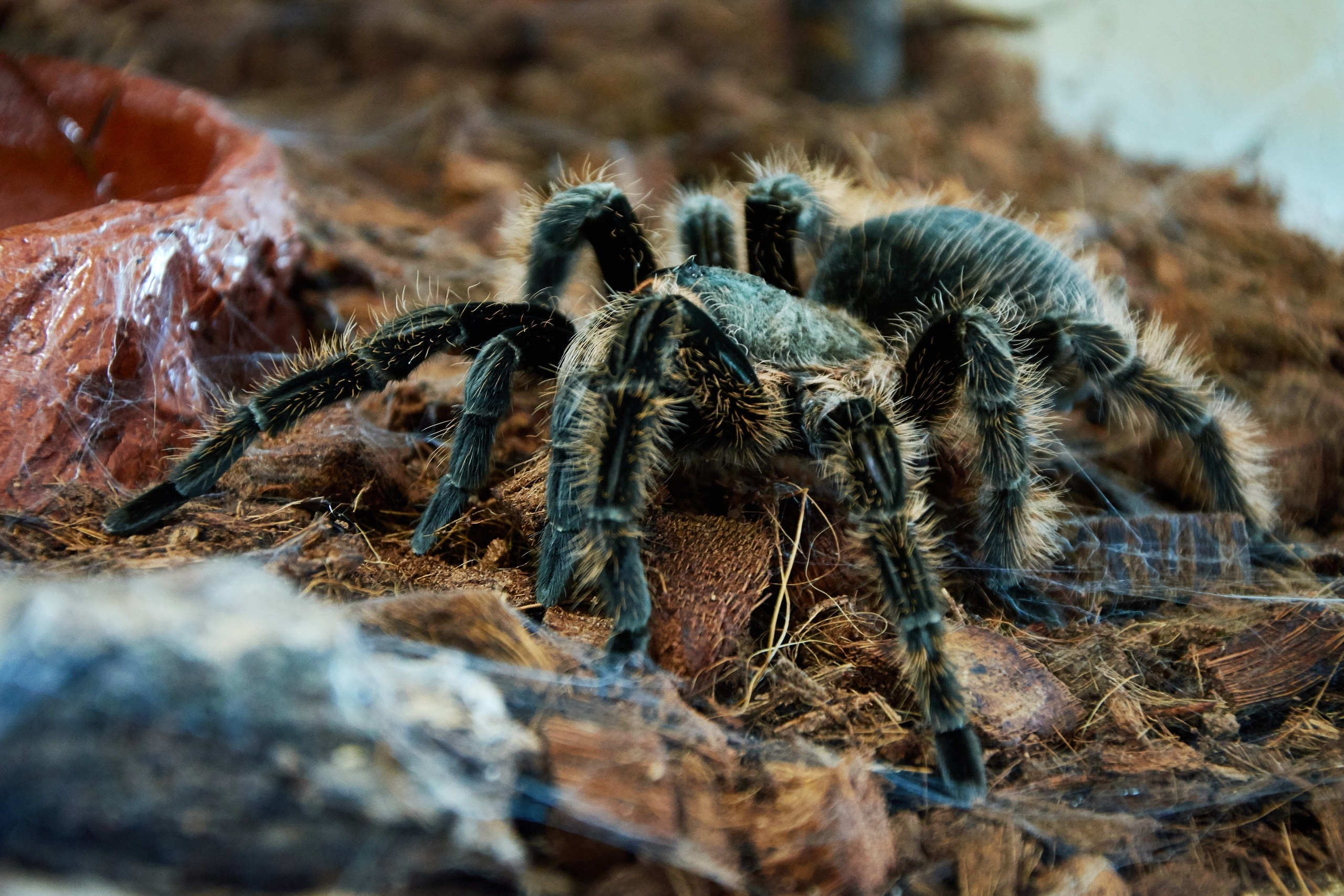 Костромской экзотариум. Ольга Чёкотова (Фотограф Кострома)