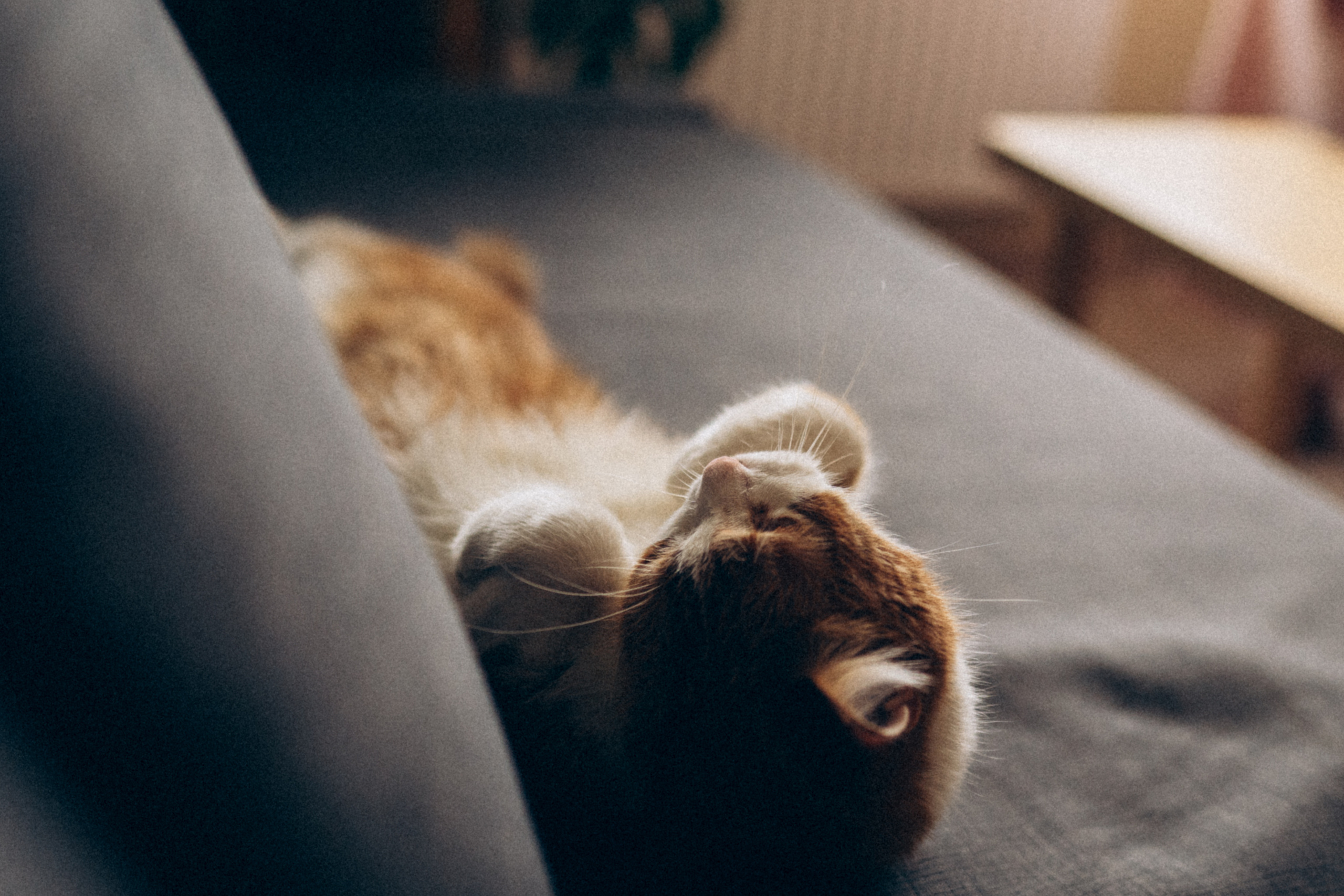 Денис, Женя и Алиса, май 2021. Семейный фотограф Санкт-Петербург СПб Митрофанова Ольга