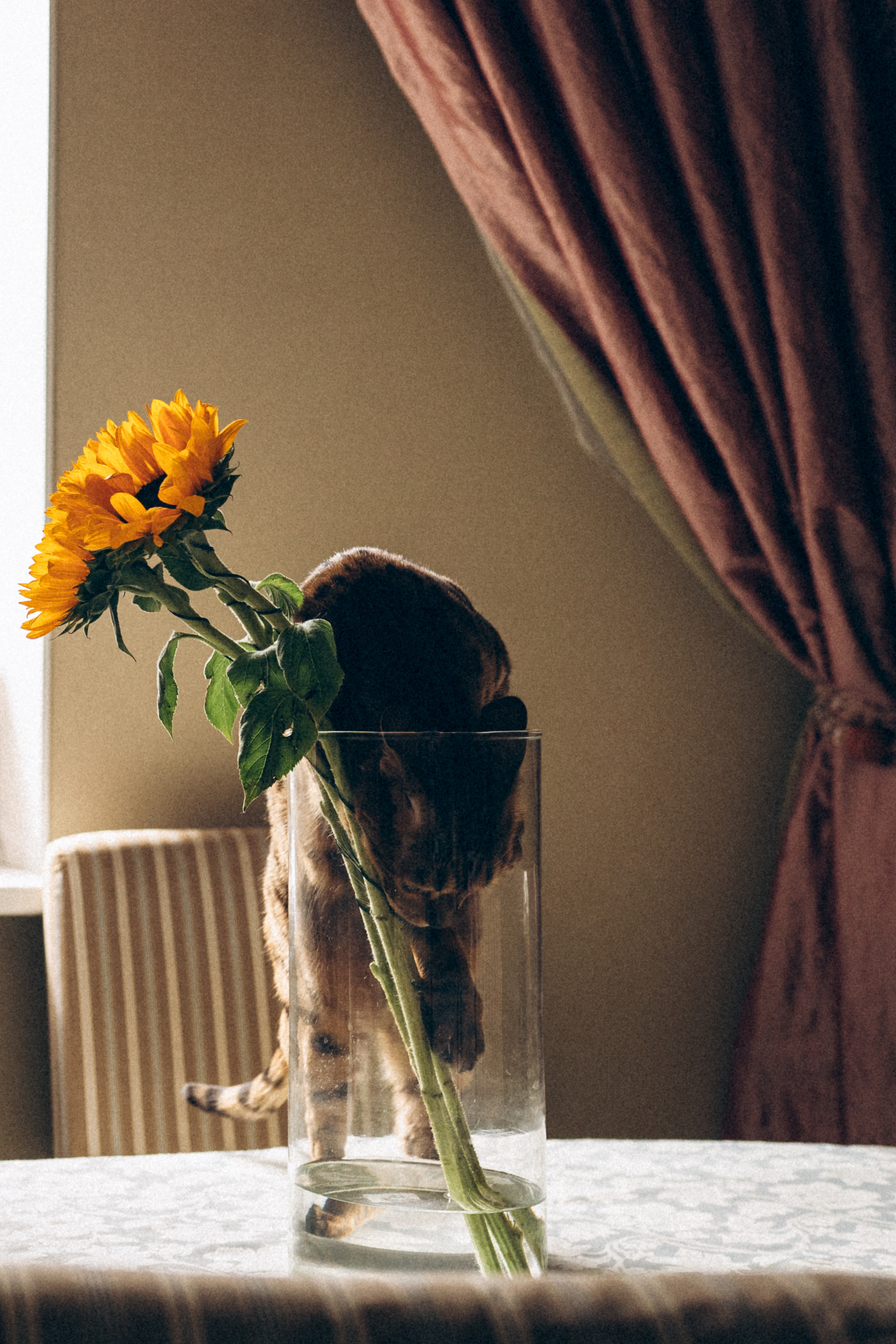 Дима, Даша и Майя, май 2021. Семейный фотограф Санкт-Петербург СПб Митрофанова Ольга