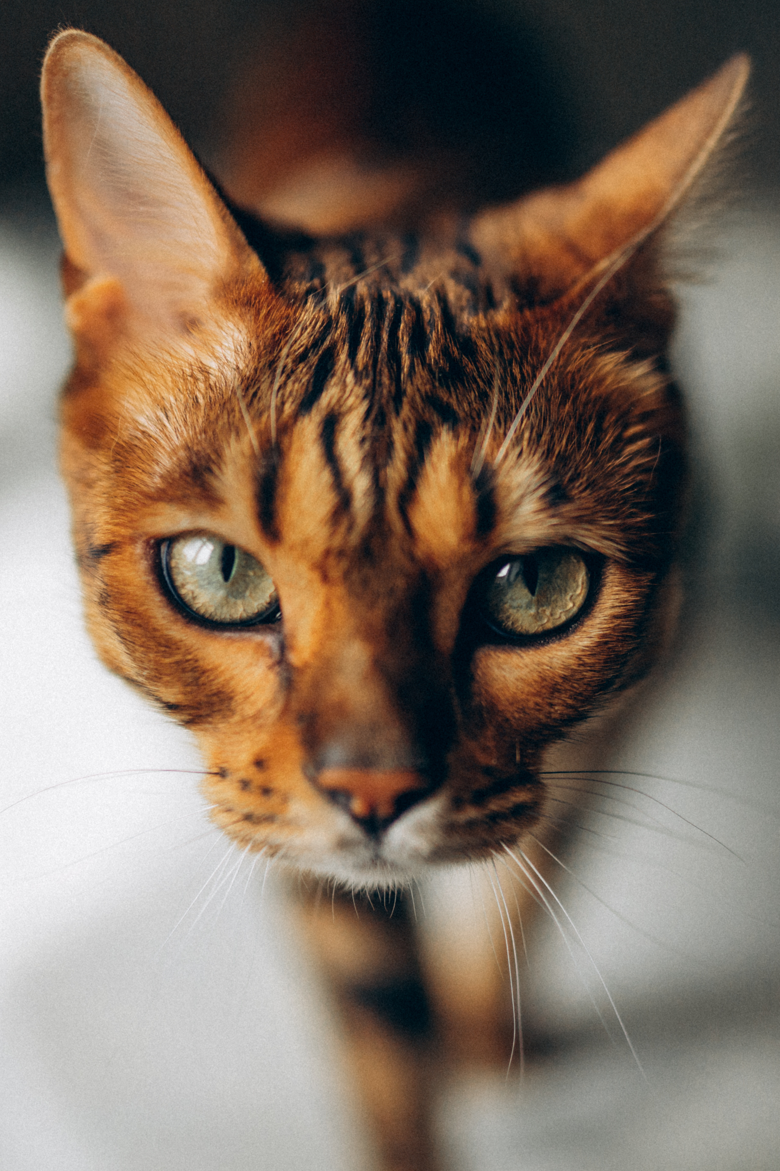 Дима, Даша и Майя, май 2021. Семейный фотограф Санкт-Петербург СПб Митрофанова Ольга