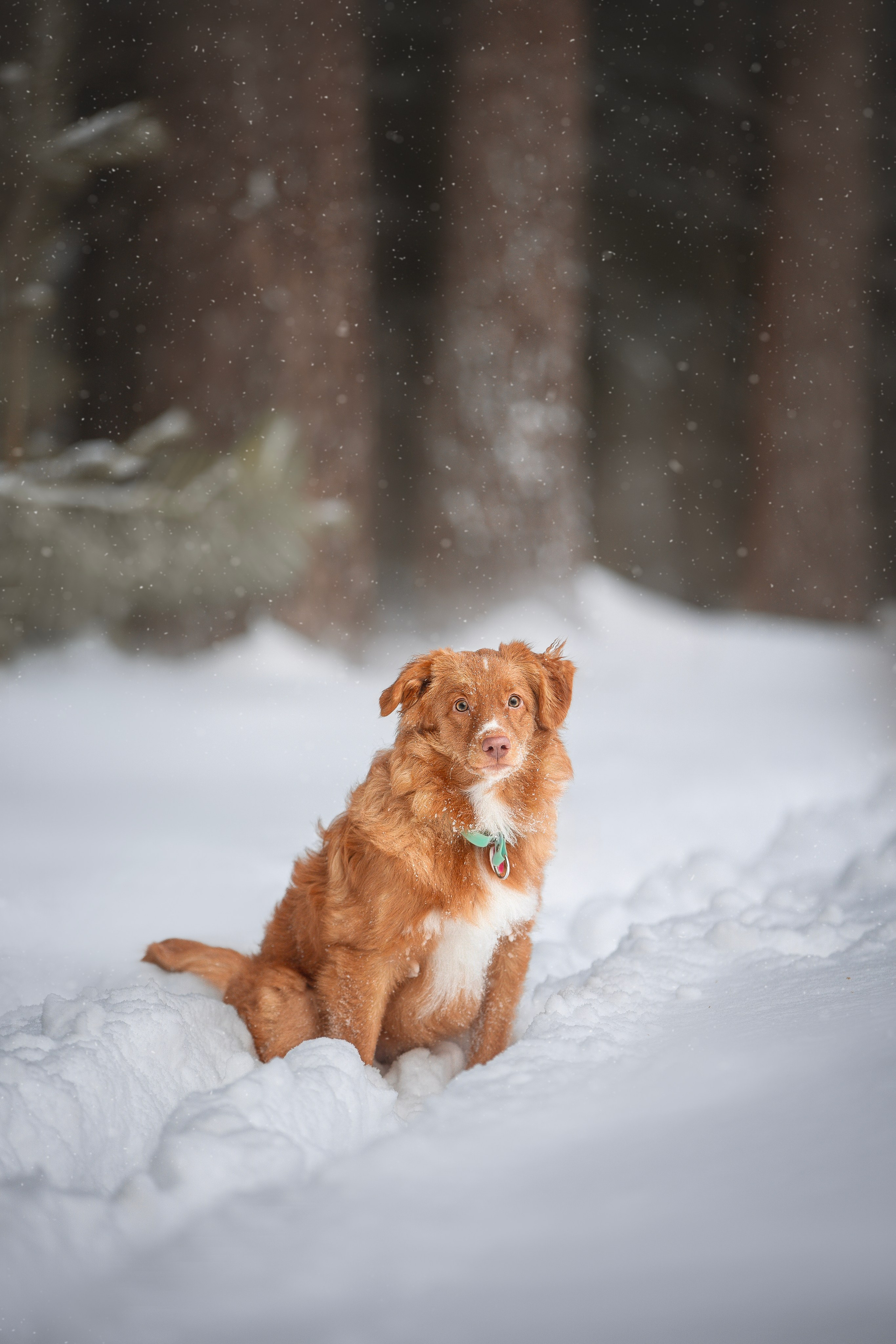 Руби, Николь, Кирилл и Мила. Фотограф анималист в Москве Майорова Евгения