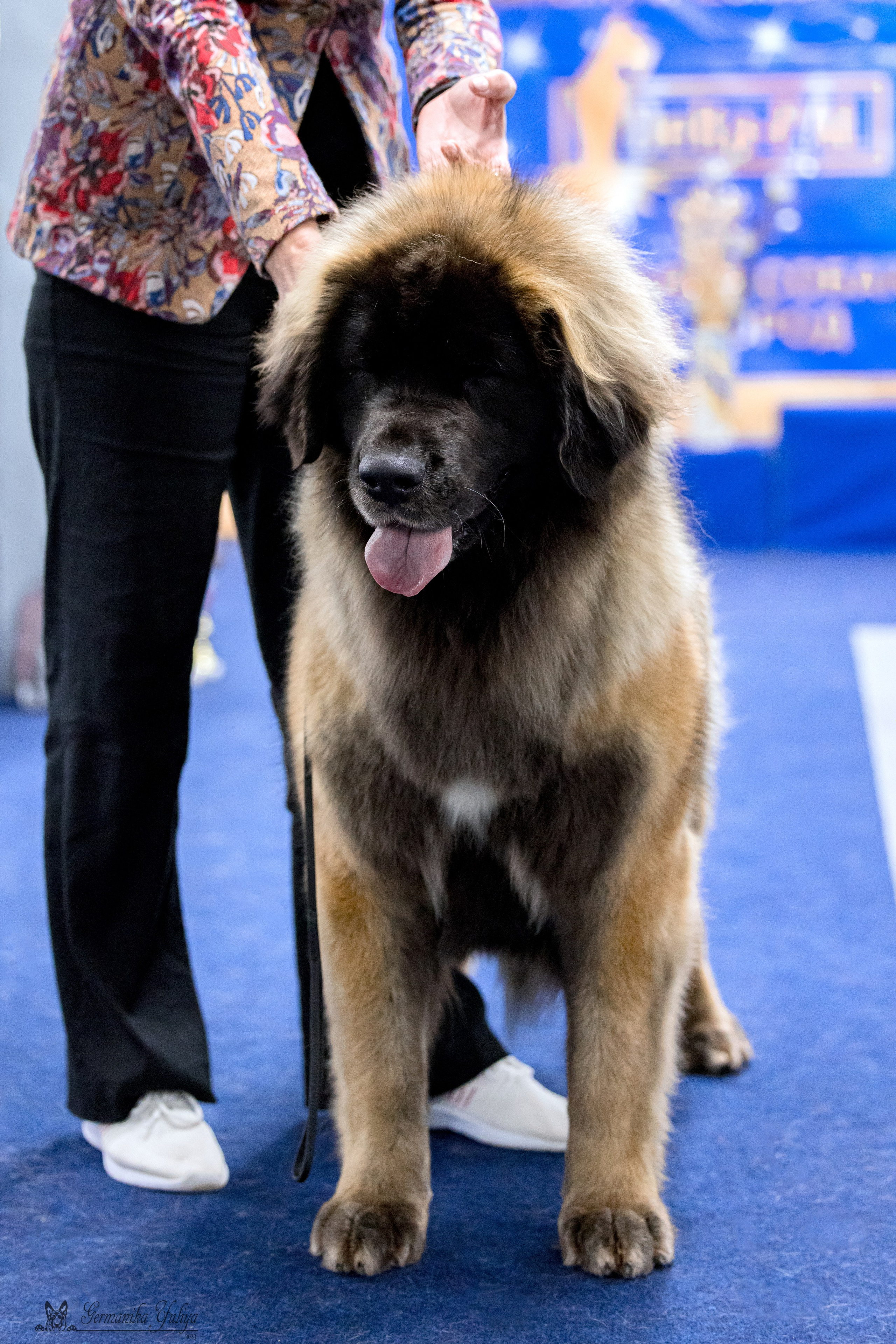 Сфера 29.10,Крокус 4.11,Сфера 12.11.2023. Фотограф-анималист Юлия Германика