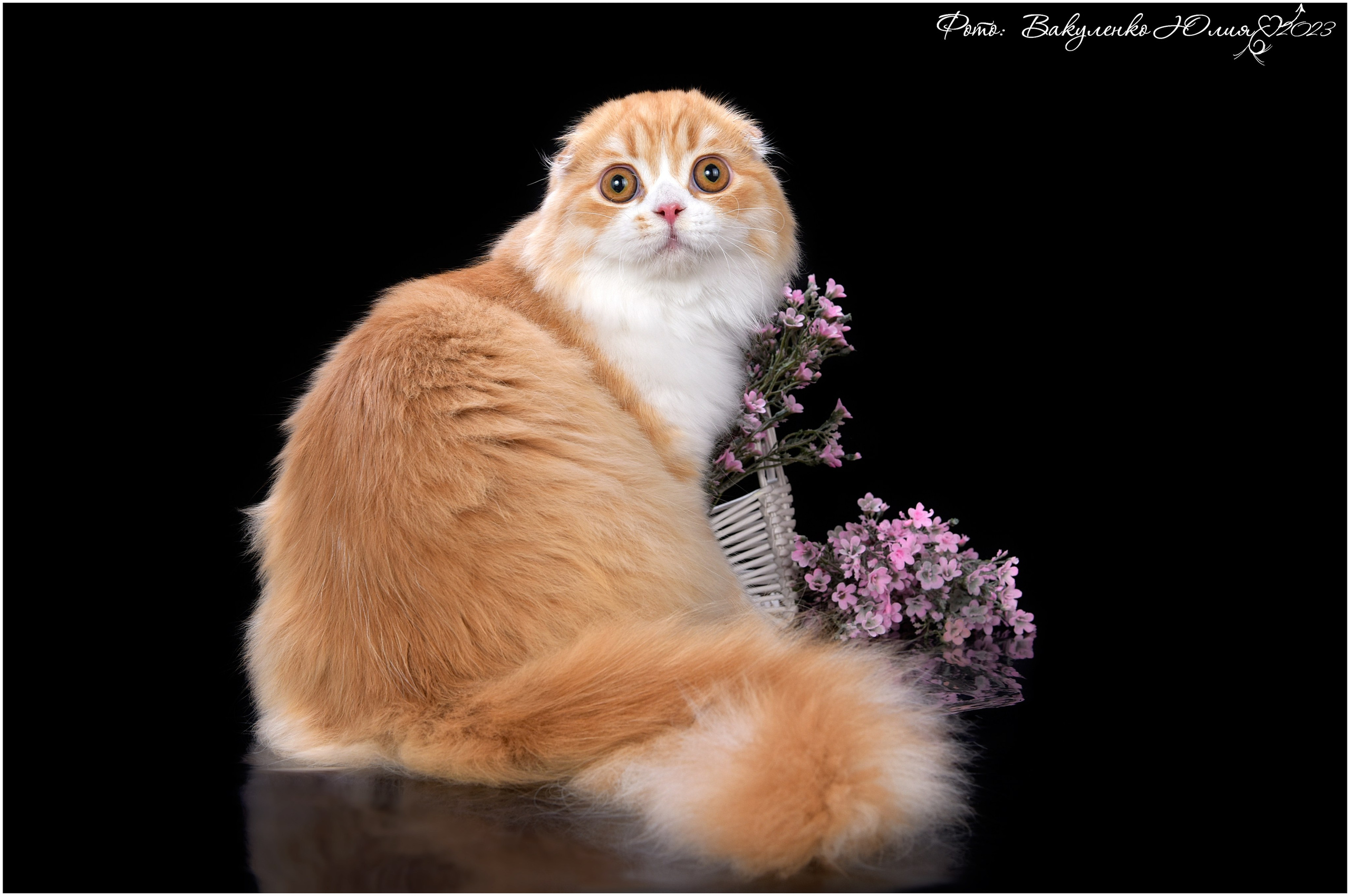 Взрослые. Фотограф анималист | семейный Юлия Вакуленко, г. Краснодар