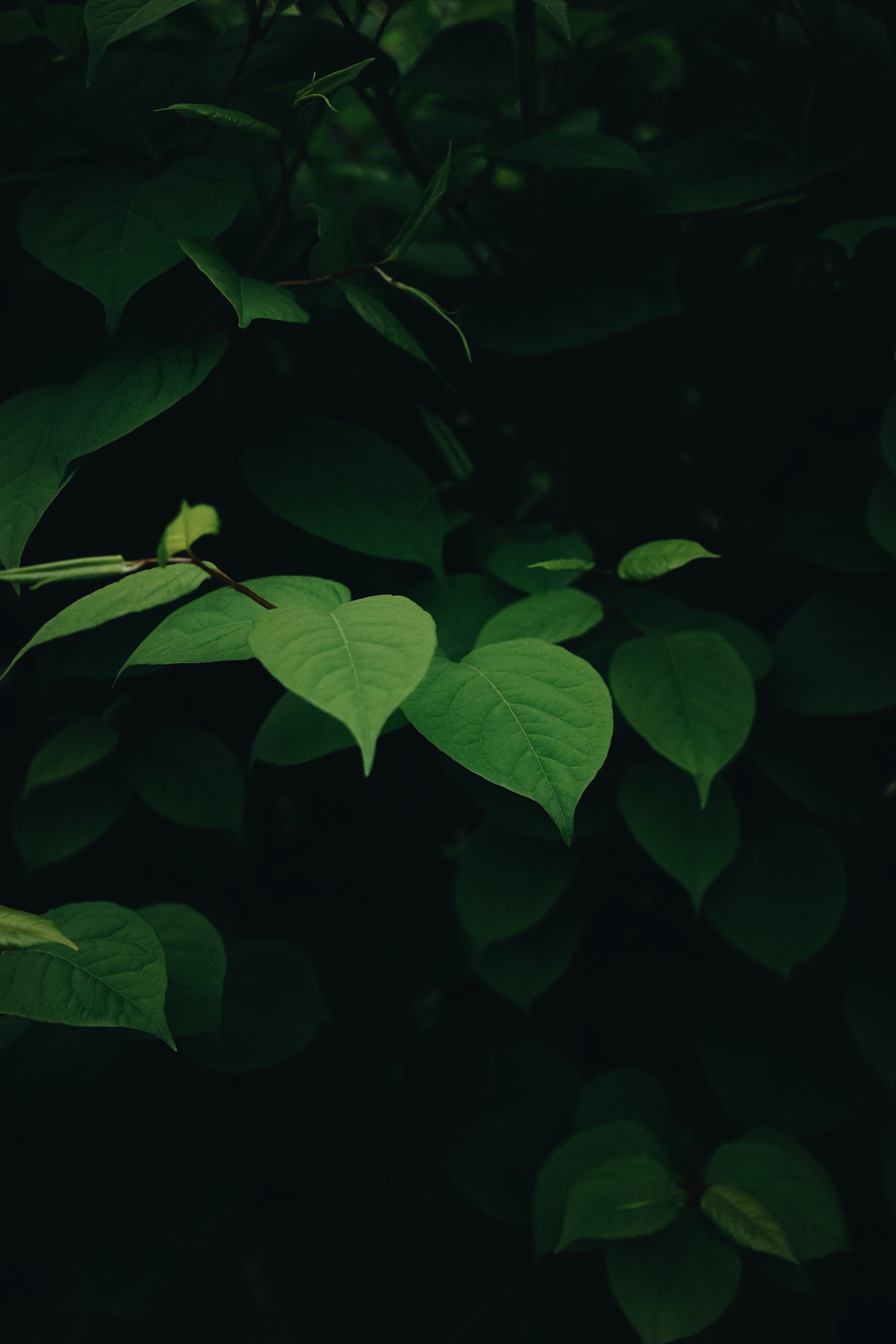 Nature. Ксения Копна. Фотограф из Санкт-Петербурга