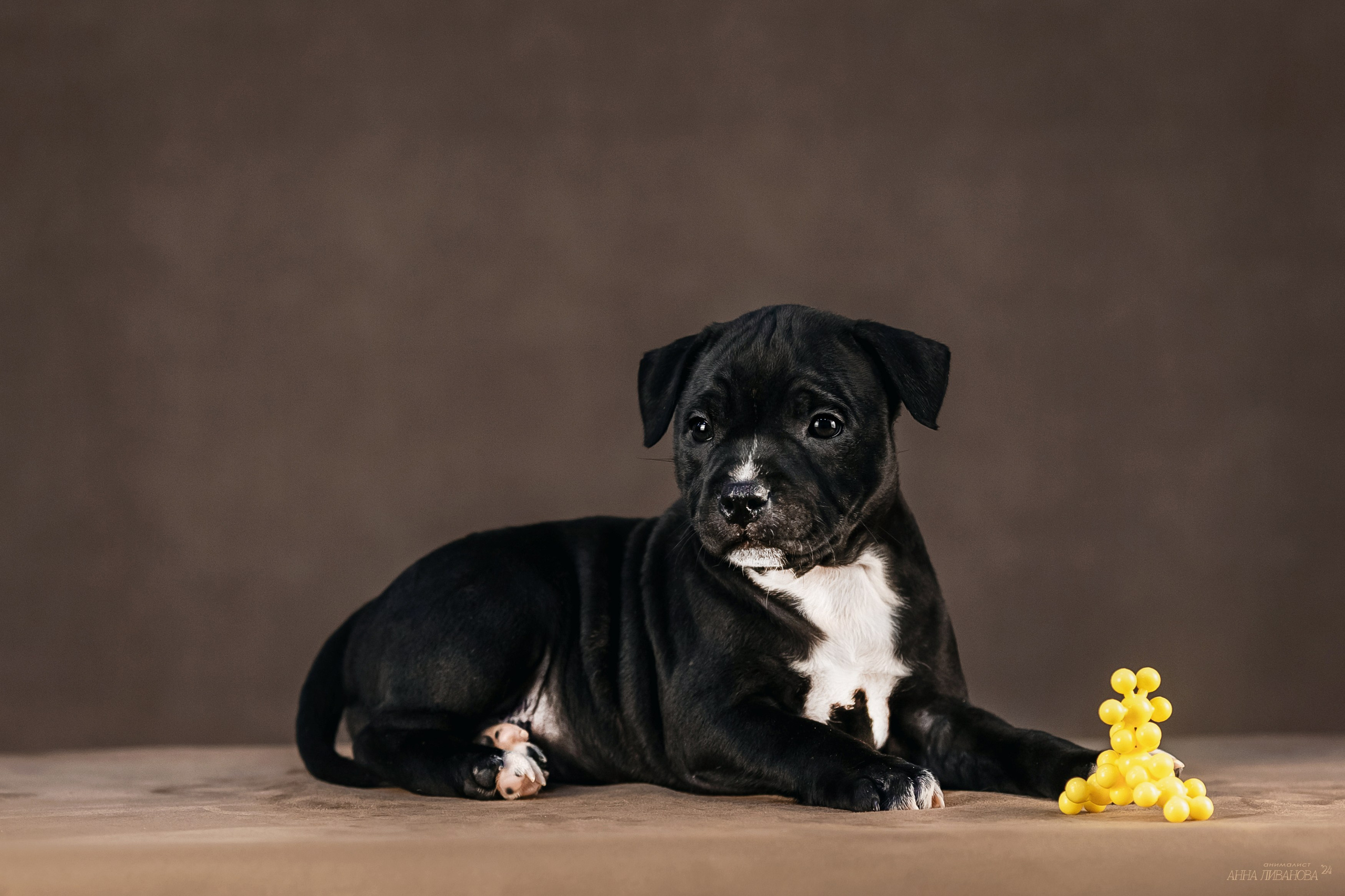 Стаффи. Фотограф анималист Аня Ливанова | Рыбинск