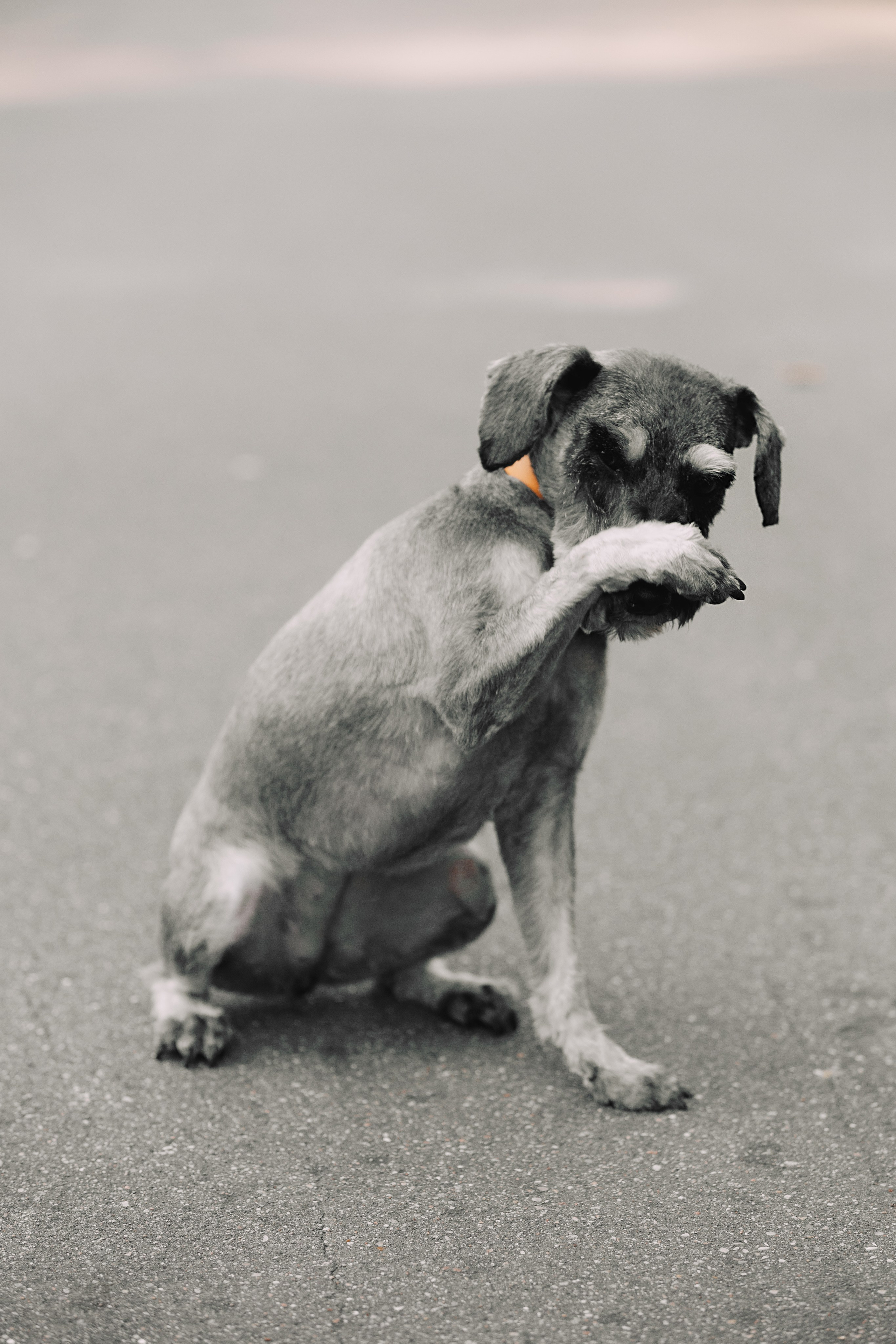 Оля и компания. Фотограф анималист Кристина Карпова, Москва