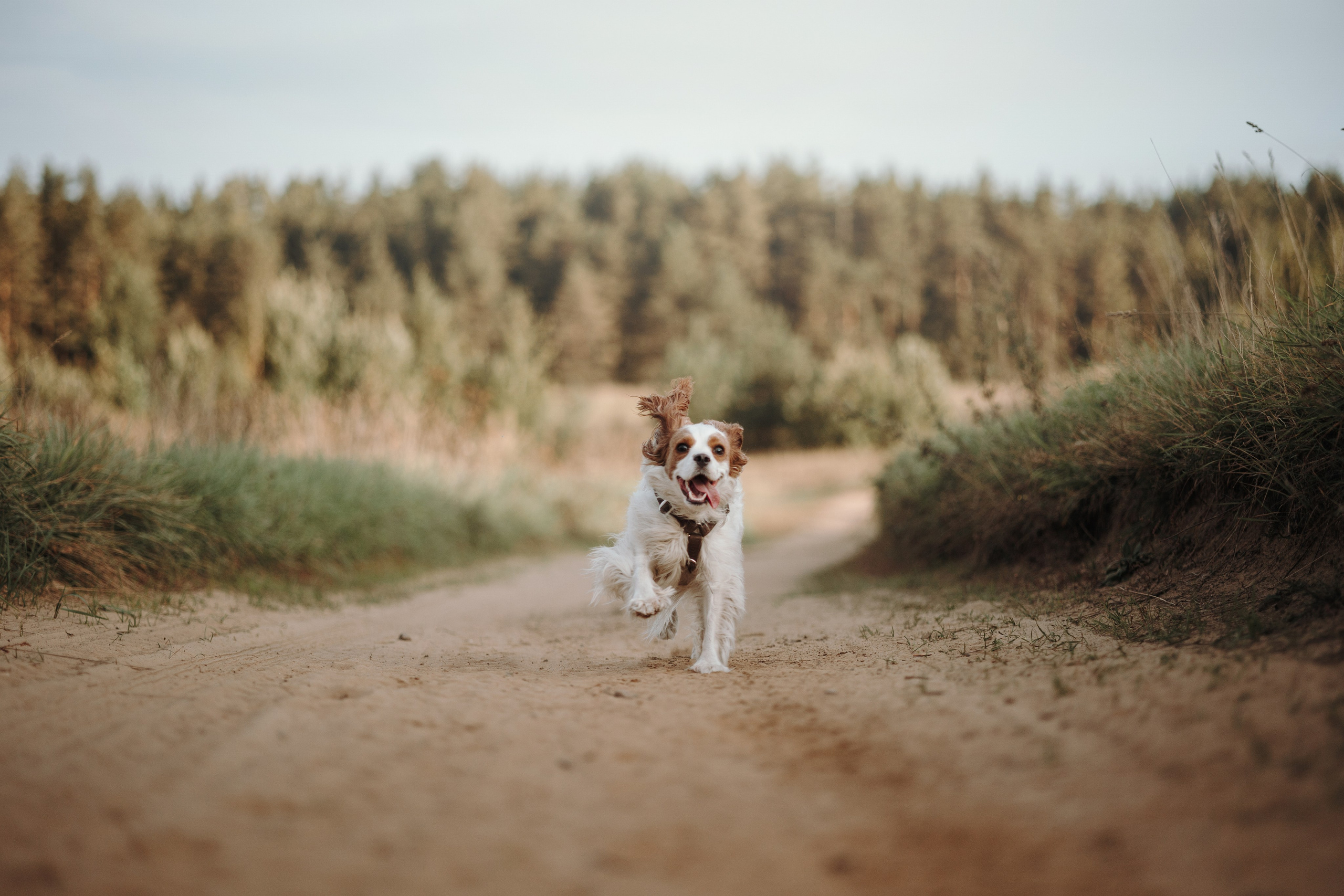 Влада и Белла. Фотограф — Анималист | Санкт-Петербург