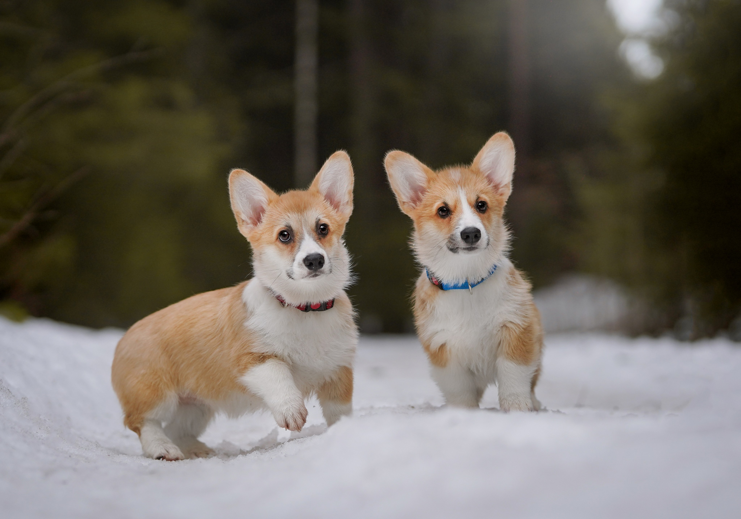 Щенки корги. Фотограф-анималист в Санкт-Петербурге Яна Мартынова