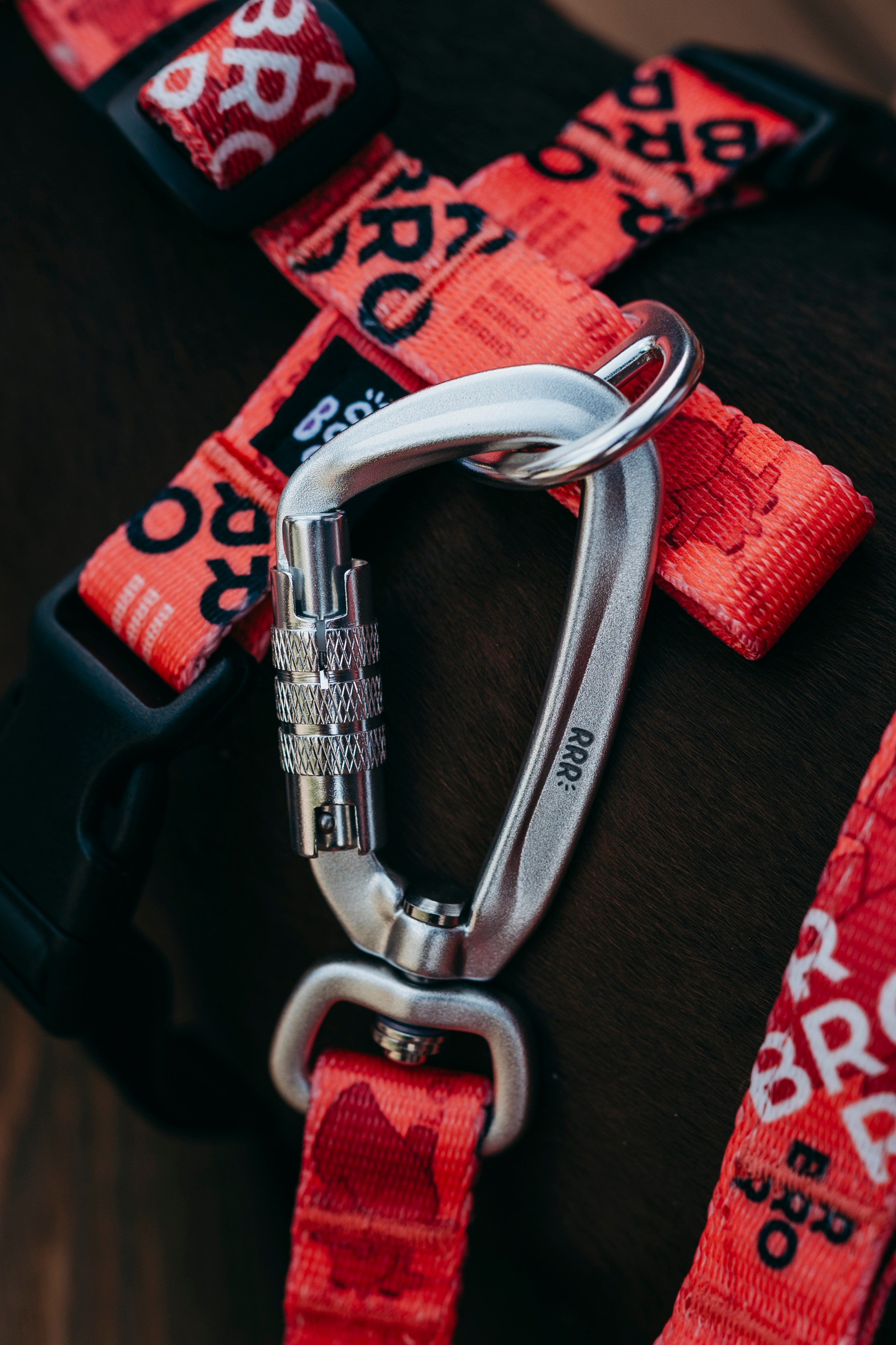 BRRRO. Семейный фотограф анималист Ананьева Мария — Москва