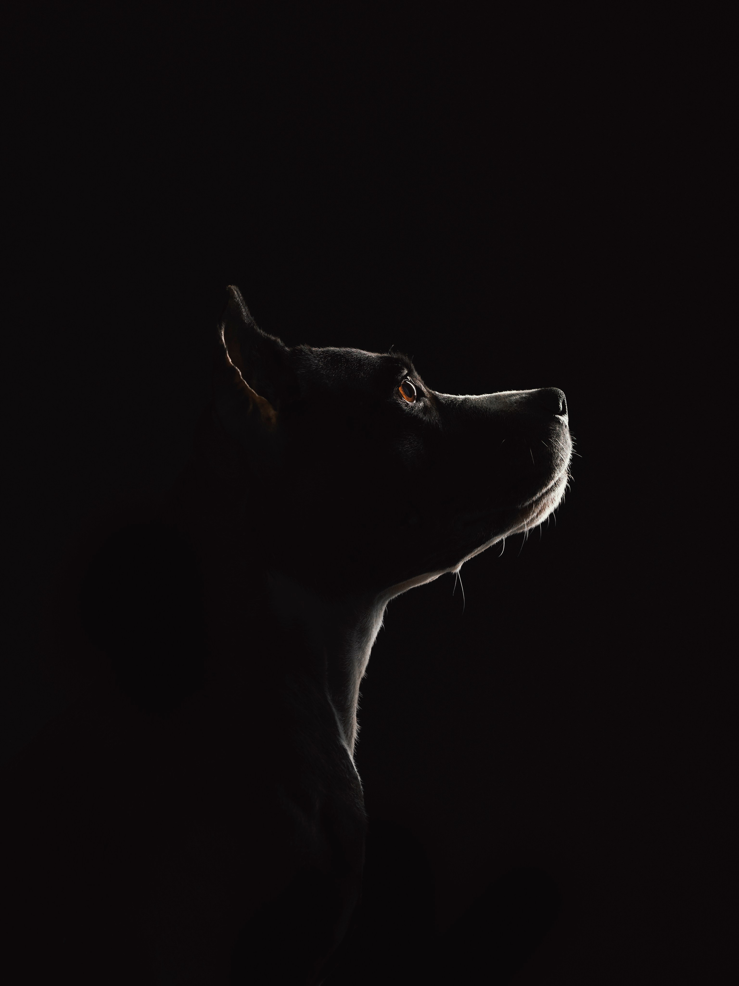 Настя, Рэги и Зена. Семейный фотограф анималист Ананьева Мария — Москва