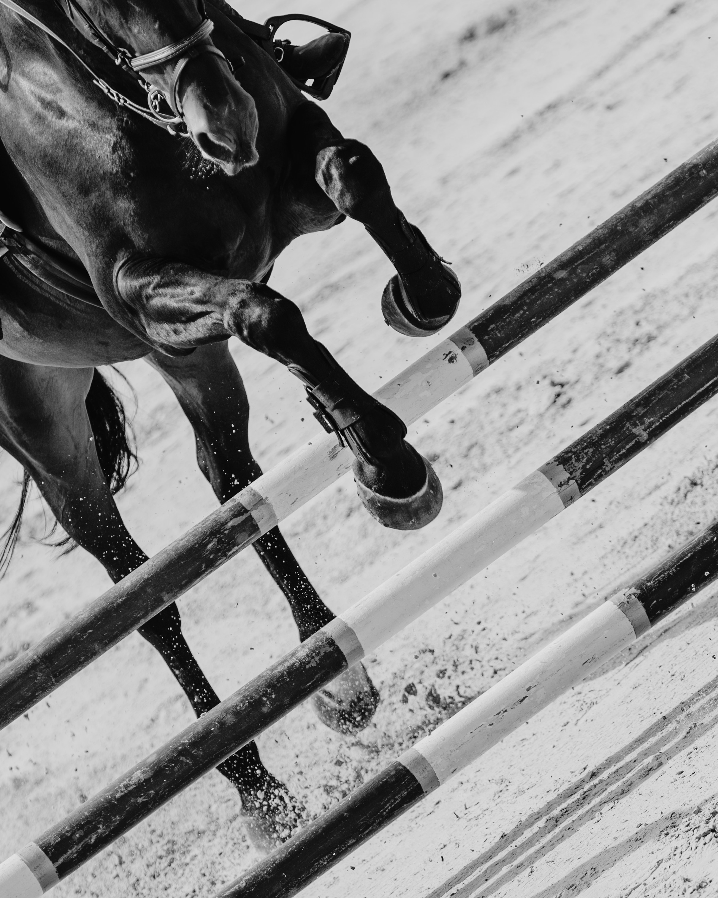 Спортивные фото/видео съёмки (конкур, выездка). Конный фотограф в Калининграде Елена Курбатова