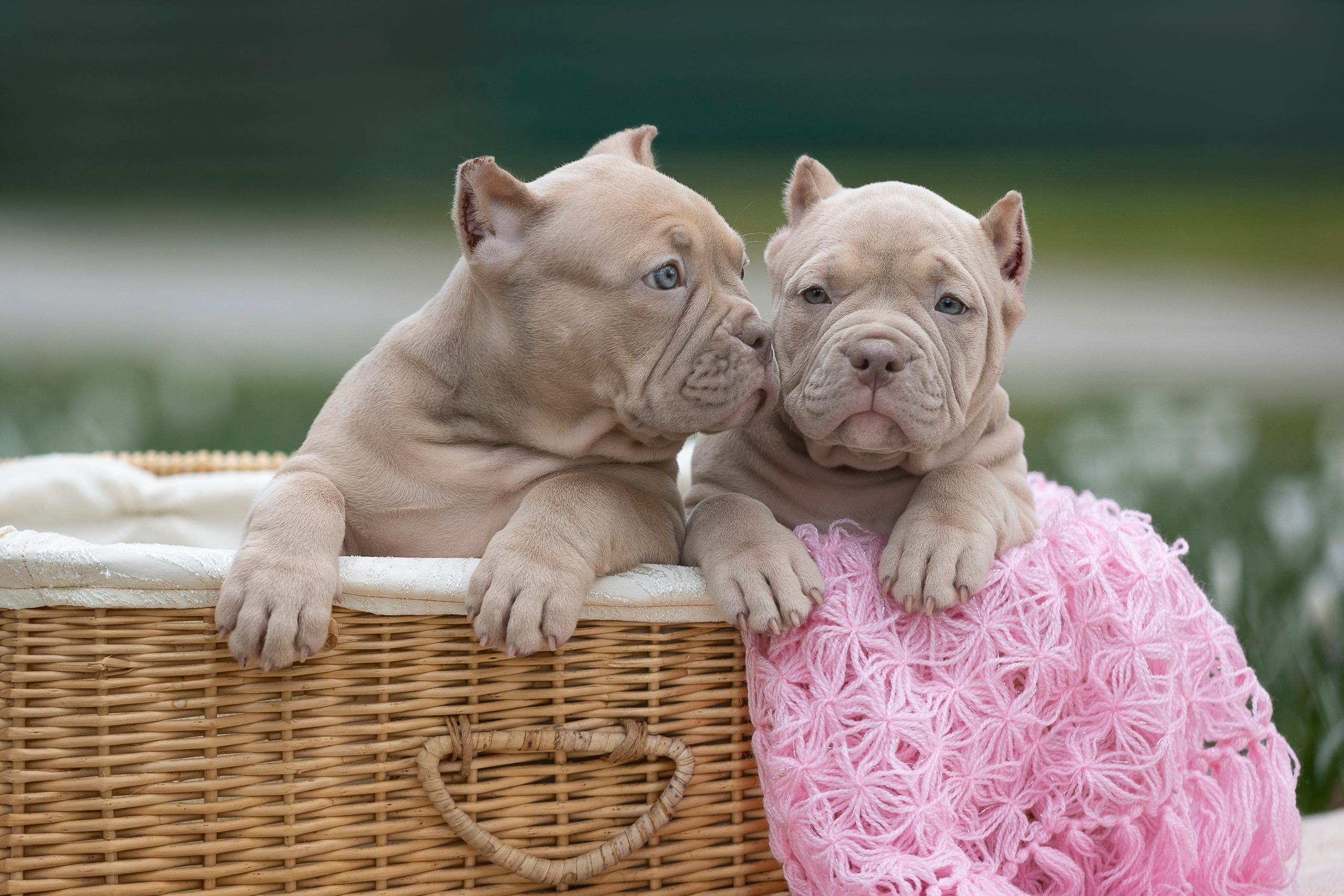 Фотограф - анималист Мария Комратова. Съемка щенков, производителей, фотопрогулки по Москве и Московской области. 