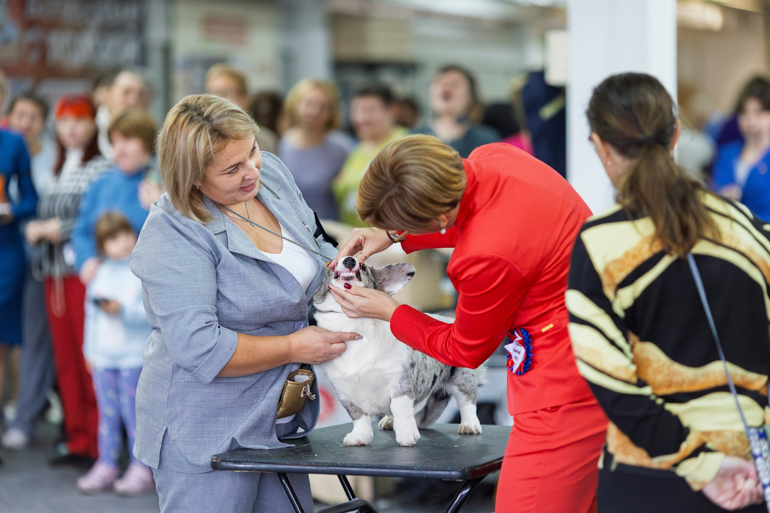 Националка ВКК 2024. Фотограф анималист, семейный фотограф, фотограф собак Комратова Мария. г. Москва