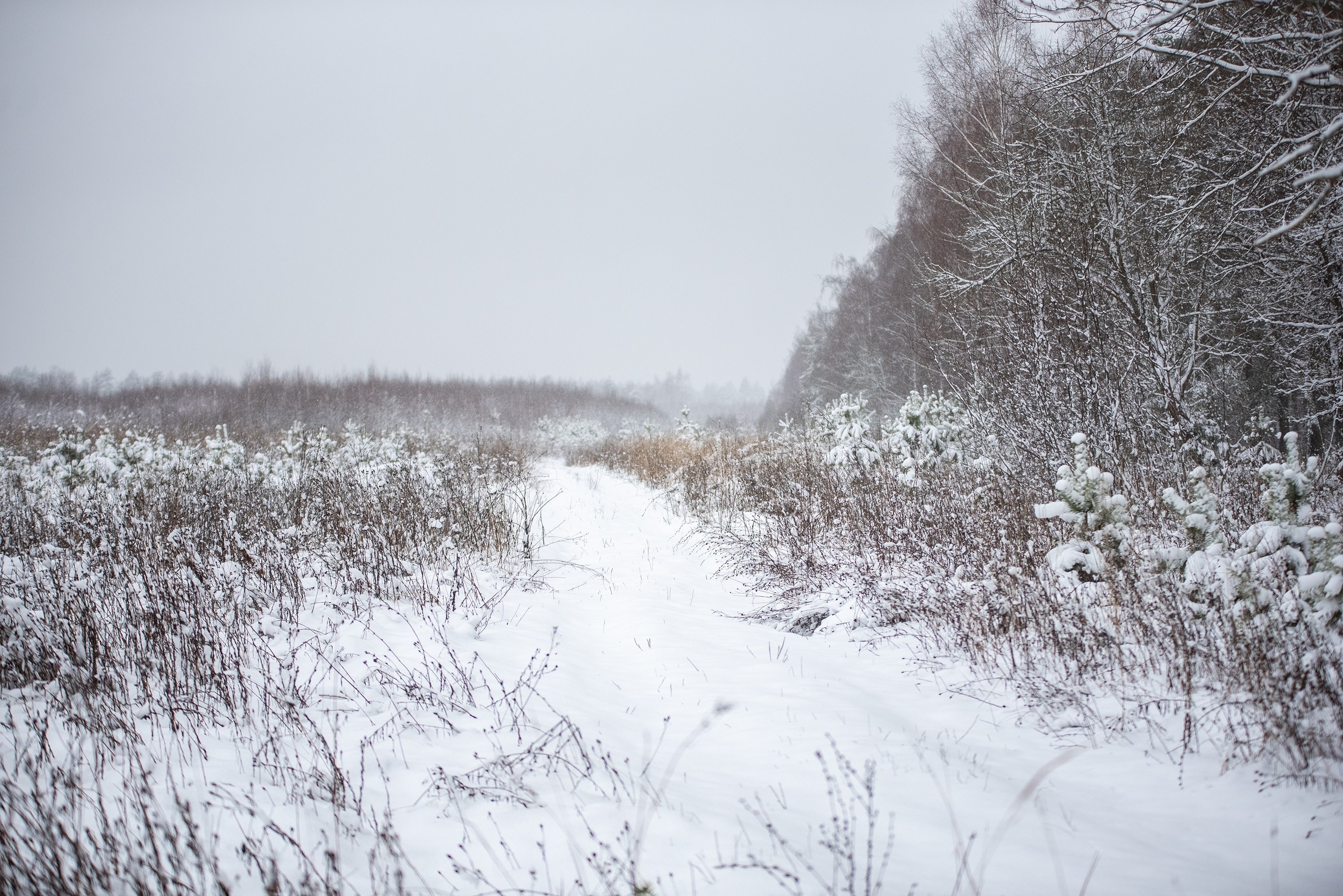 Природа. Съемки в стиле Goblicore и прочая нечисть. Конный фотограф из Москвы Ирина Бондаркова