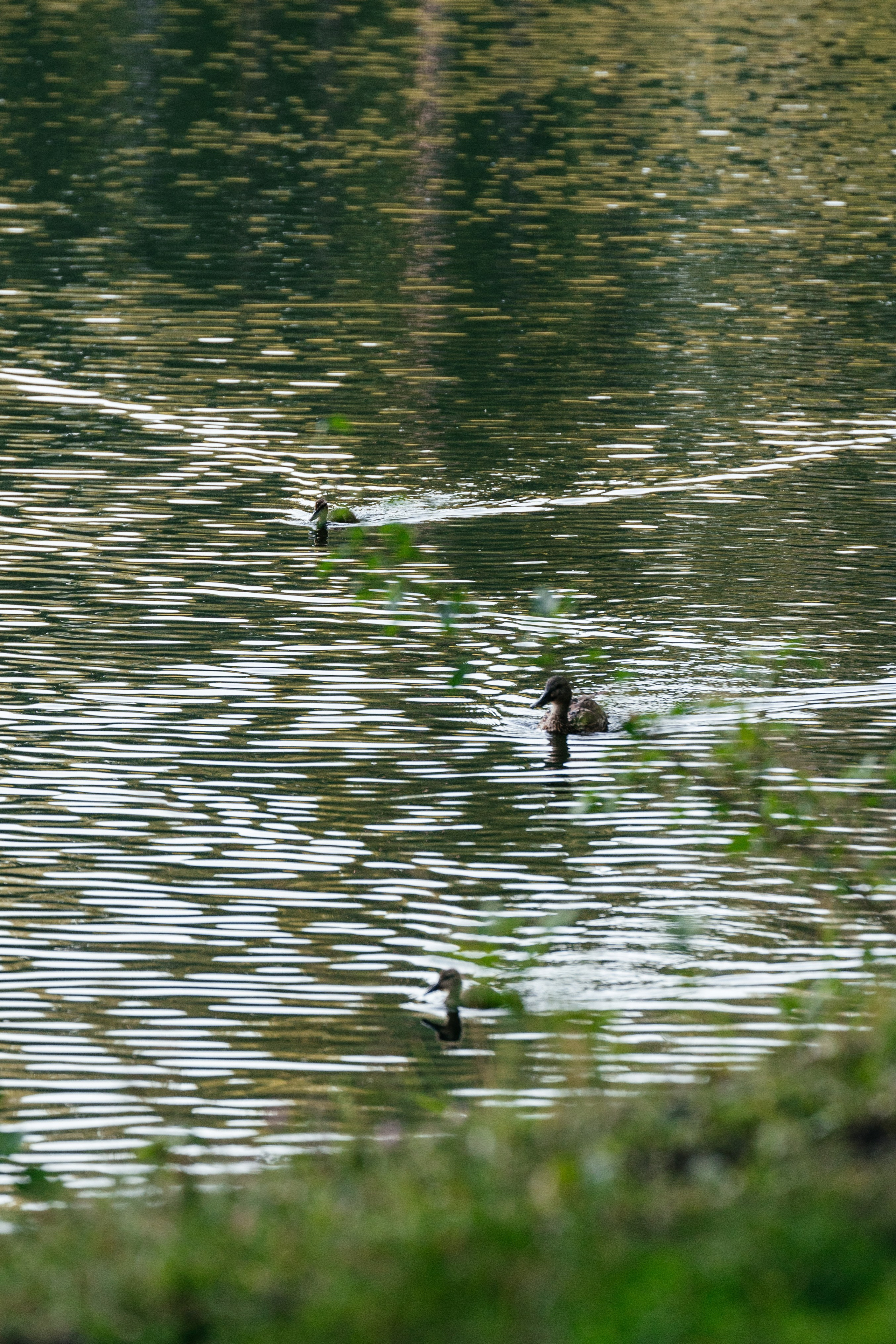 A | Z. Свадебный и семейный фотограф в Новосибирске Светлана Варутина