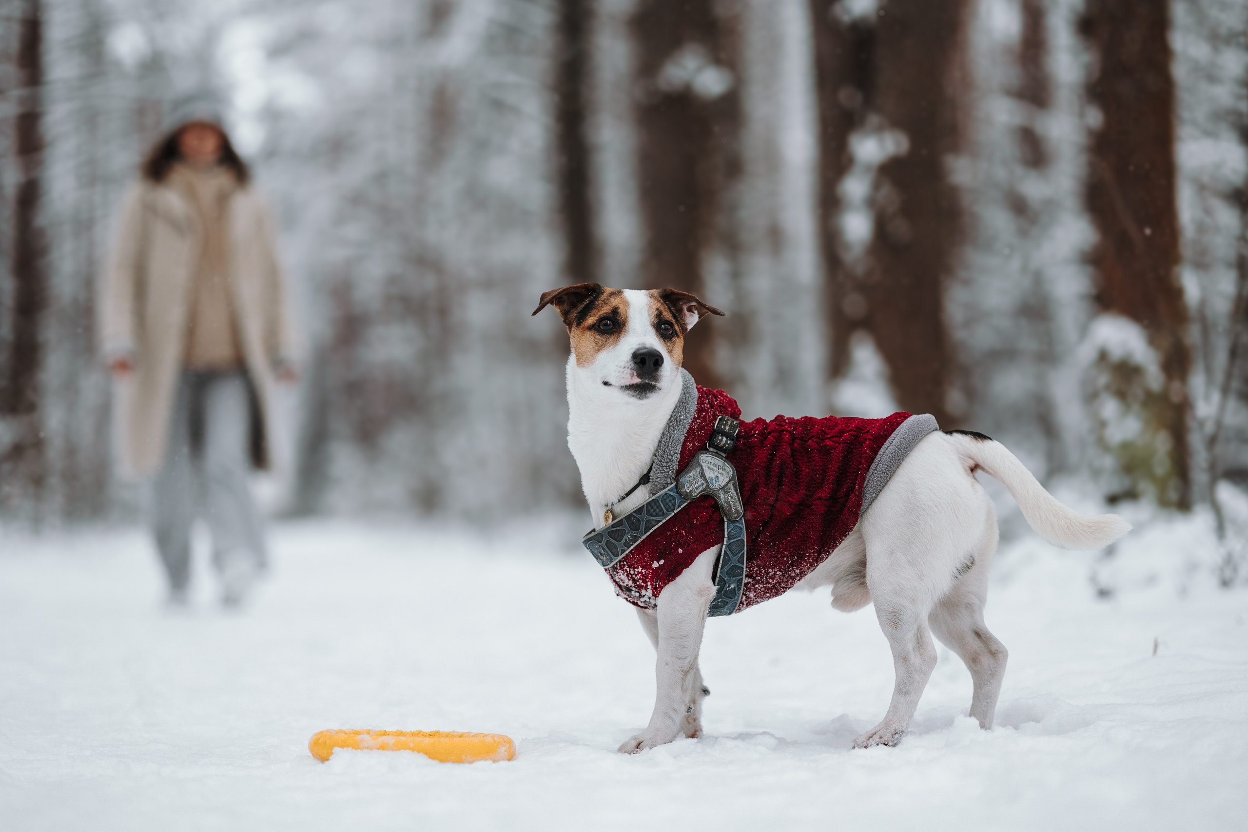 Наталья и Микки. Фотограф — Анималист | Санкт-Петербург