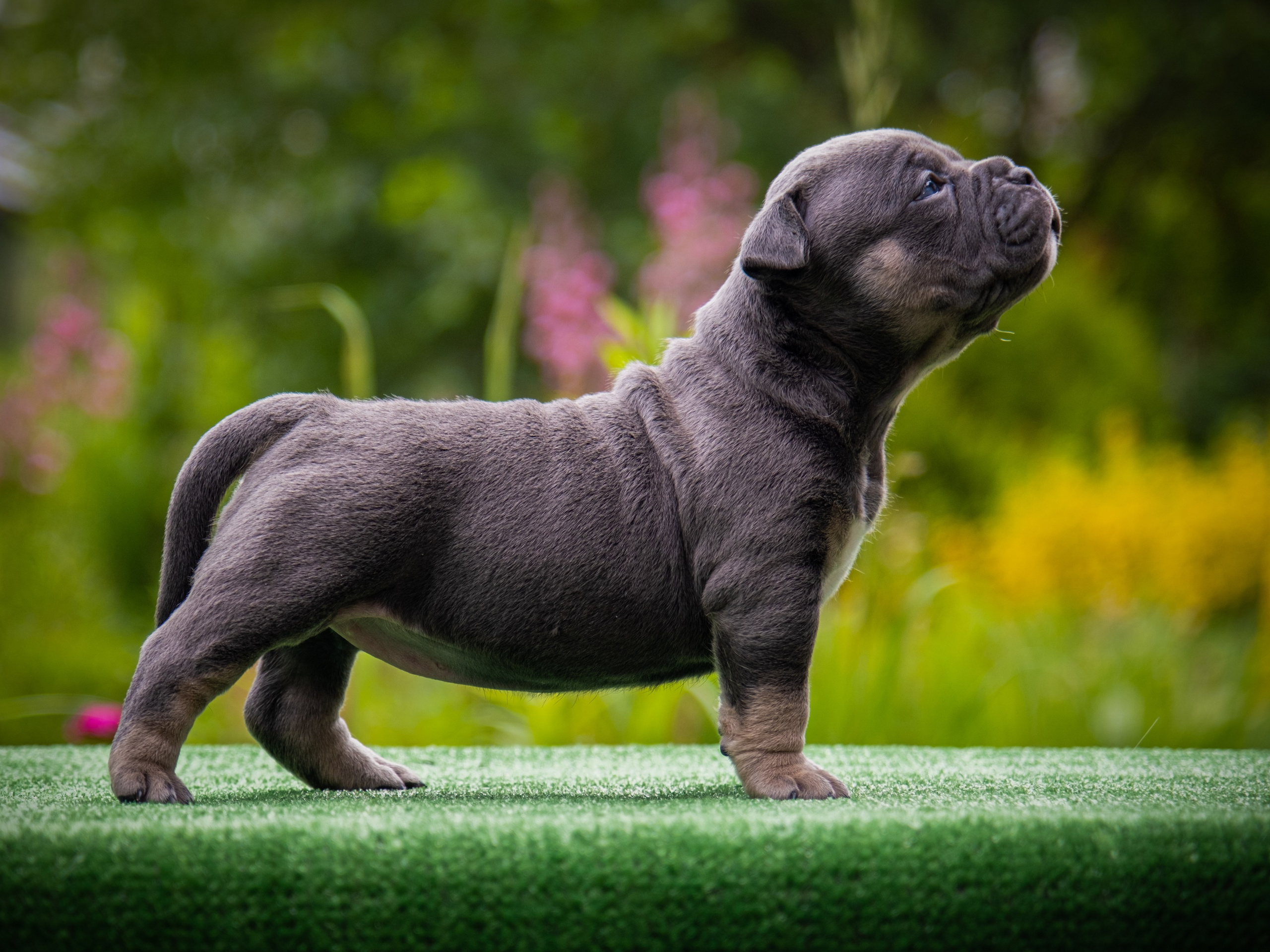 Американские булли для Ирины. Зоофотограф, фотограф животных в Москве и области Дина Дамоцева