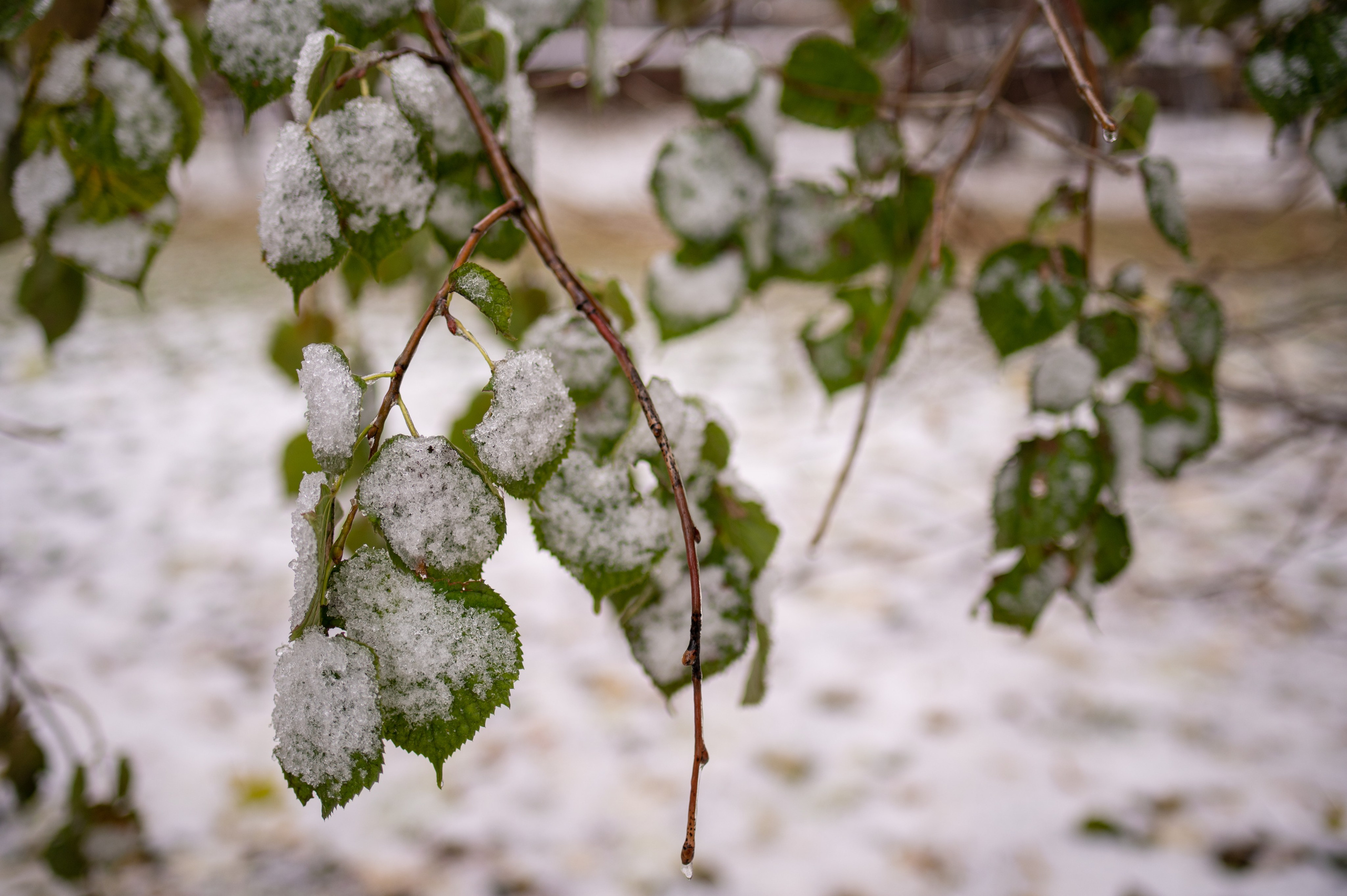 20231030 Тест Tamron SP 35 mm F/1.8. Дмитрий Ремизов. Фотография, как хобби