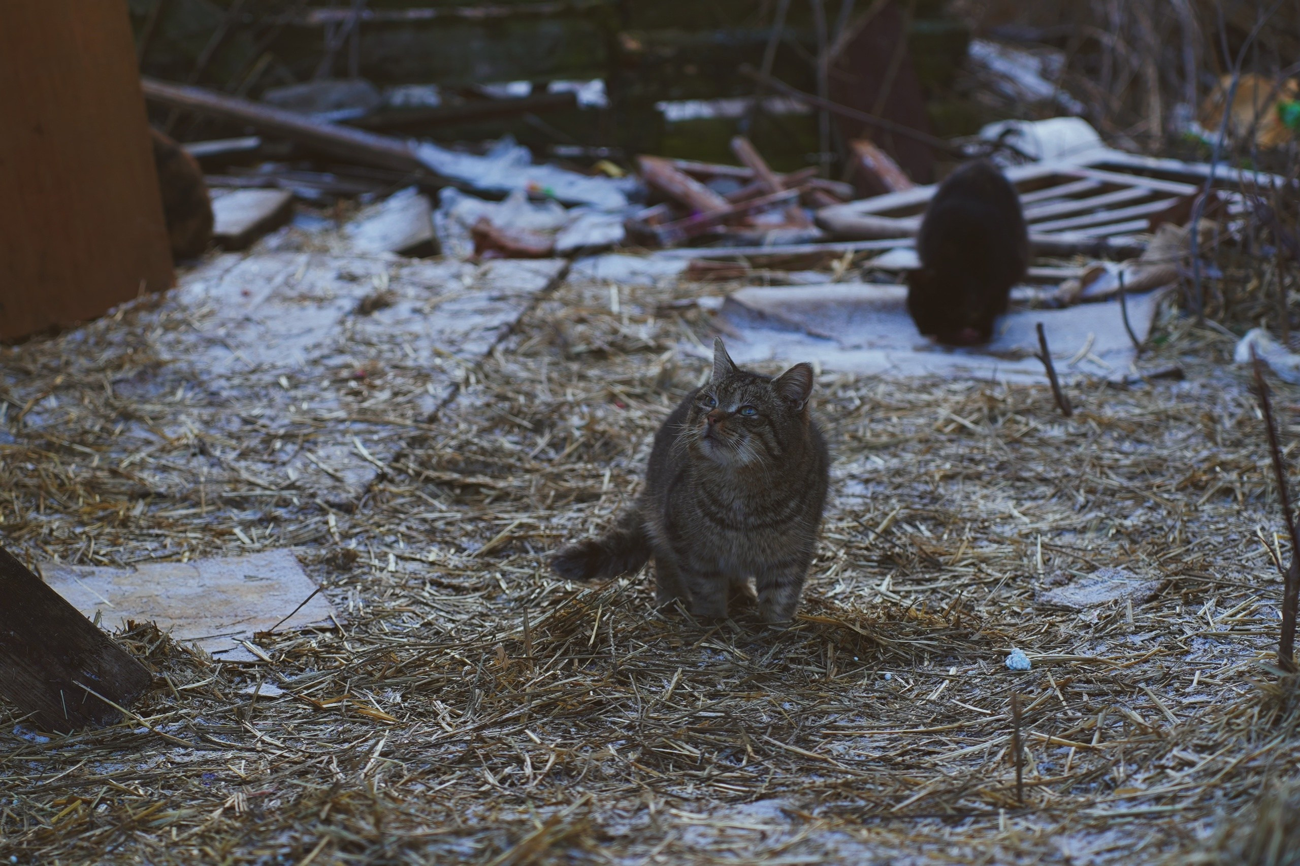CATLAND. Фотограф и визуальный художник в Туле / Николай Рейзвих