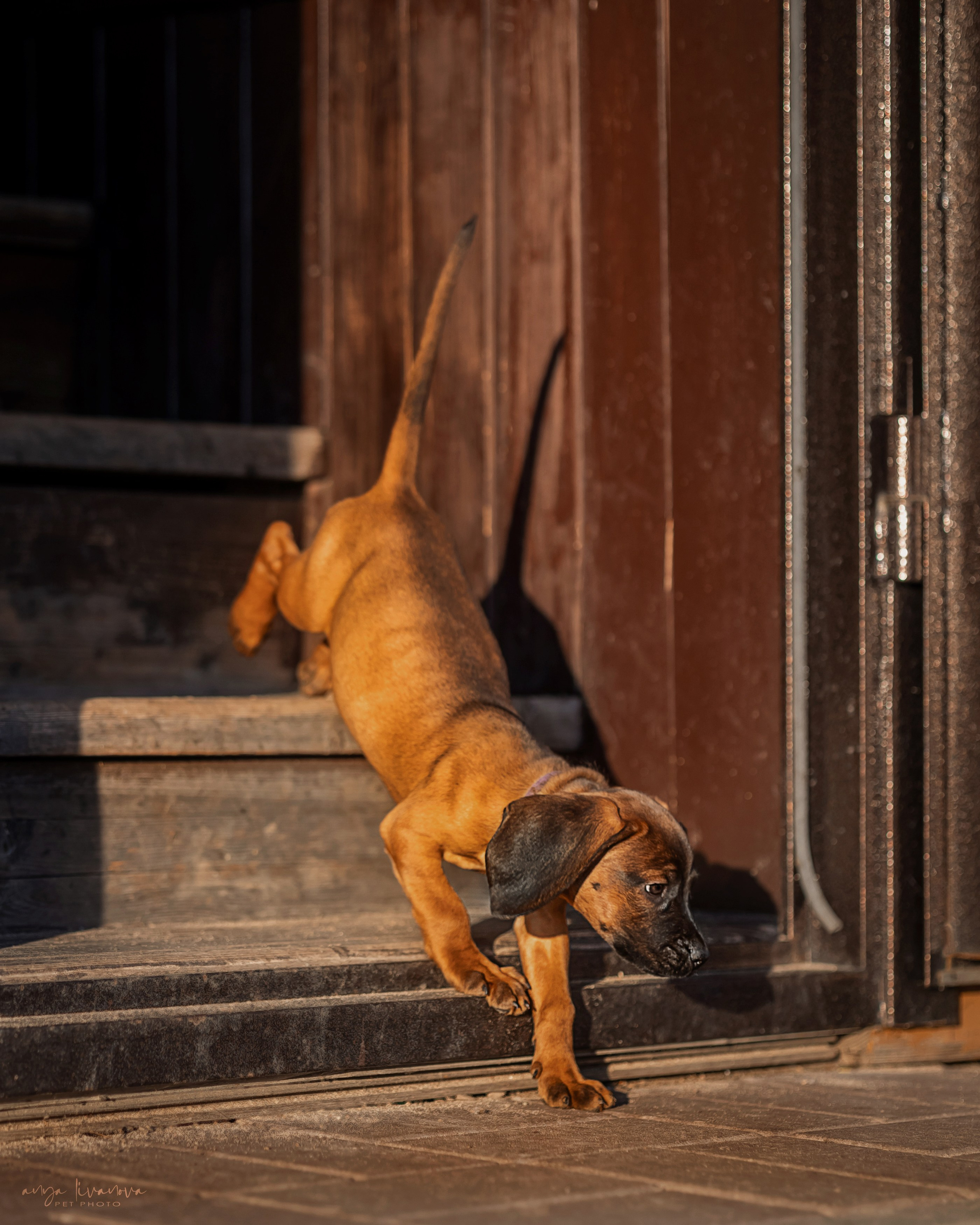 Баварцы. Фотограф анималист Аня Ливанова | Рыбинск