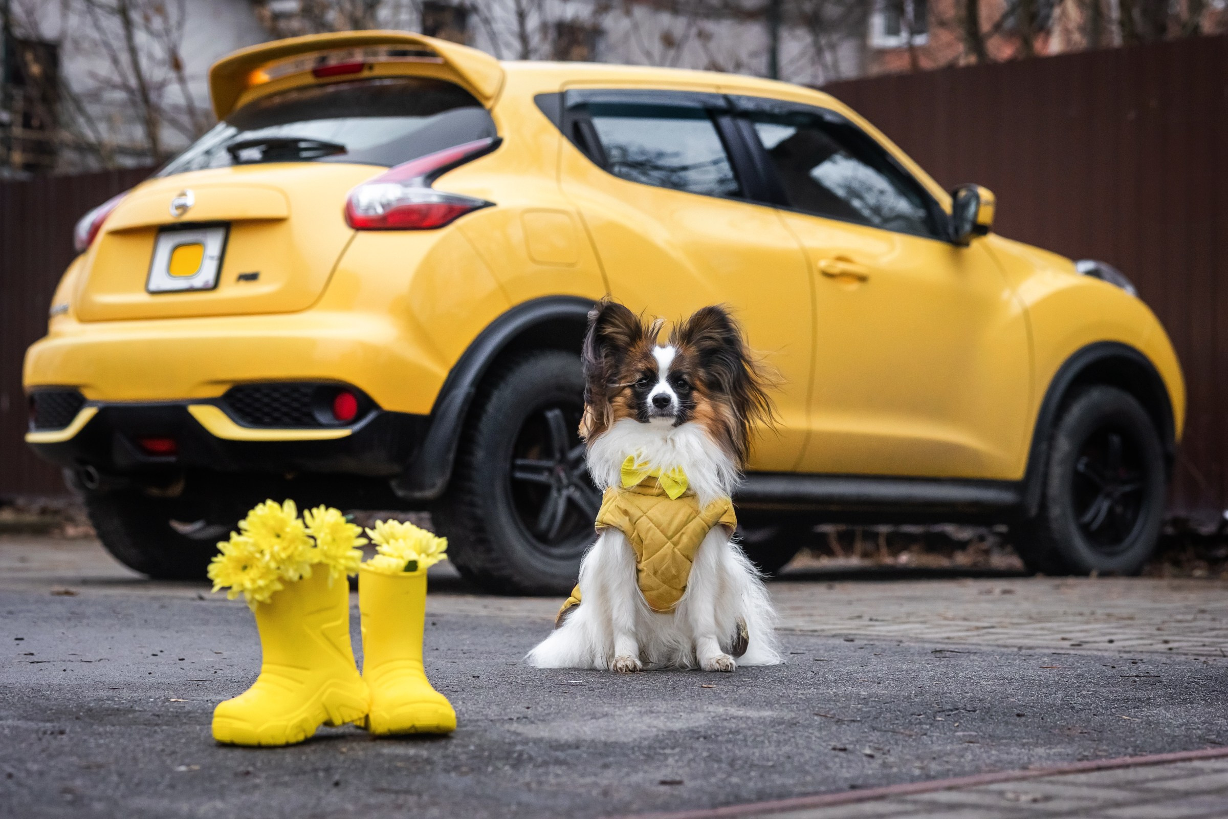 Хьюстон. Фотограф анималист Аня Ливанова | Рыбинск