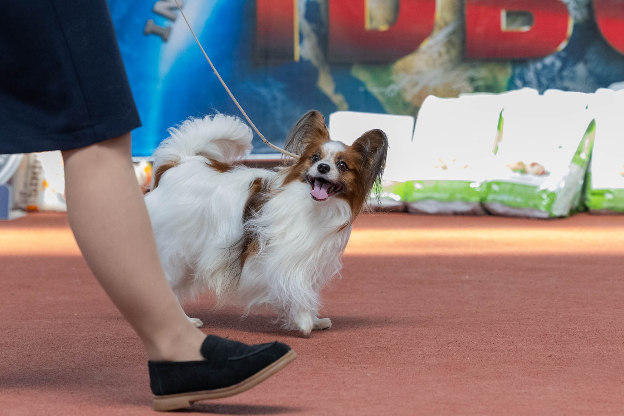 IDBC. Виктория Михайловская. Фотограф-анималист. Москва