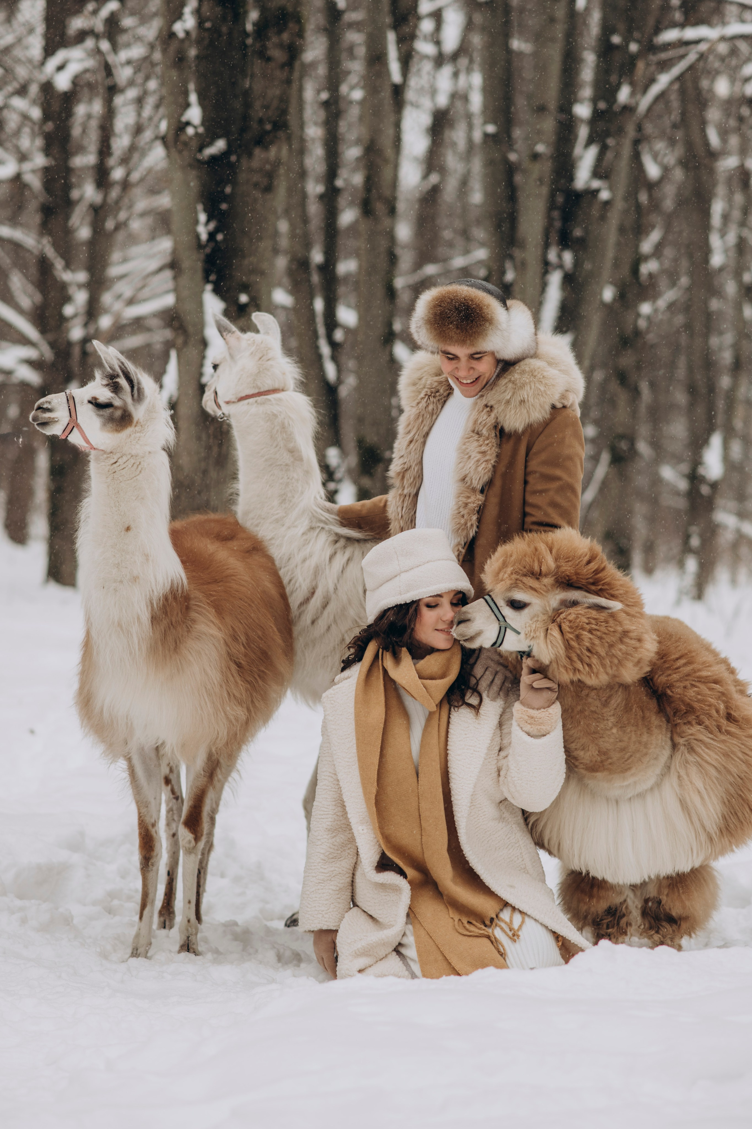 Зимняя фотосессия с Альпаками. Свадебный фотограф в Дмитрове