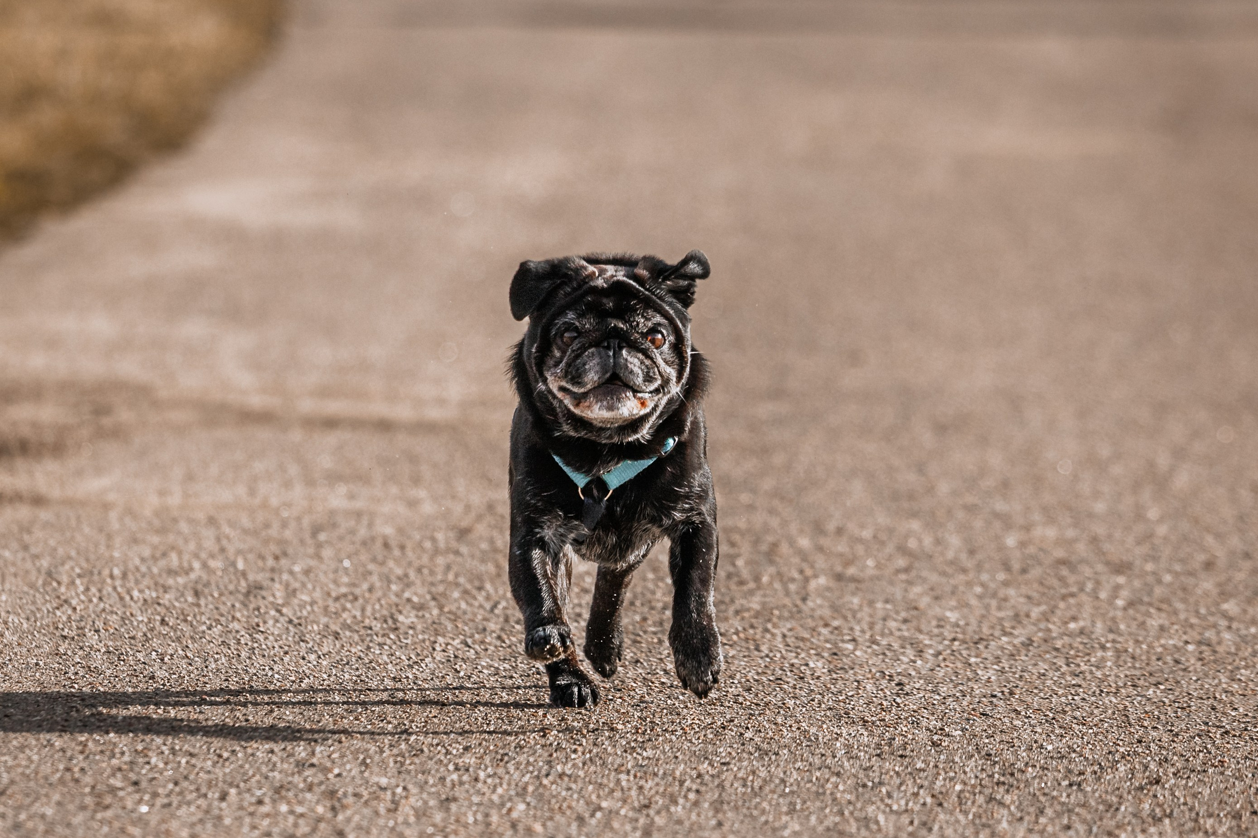 Оля, Харви, Луис. Фотограф-анималист Татьяна Степанова