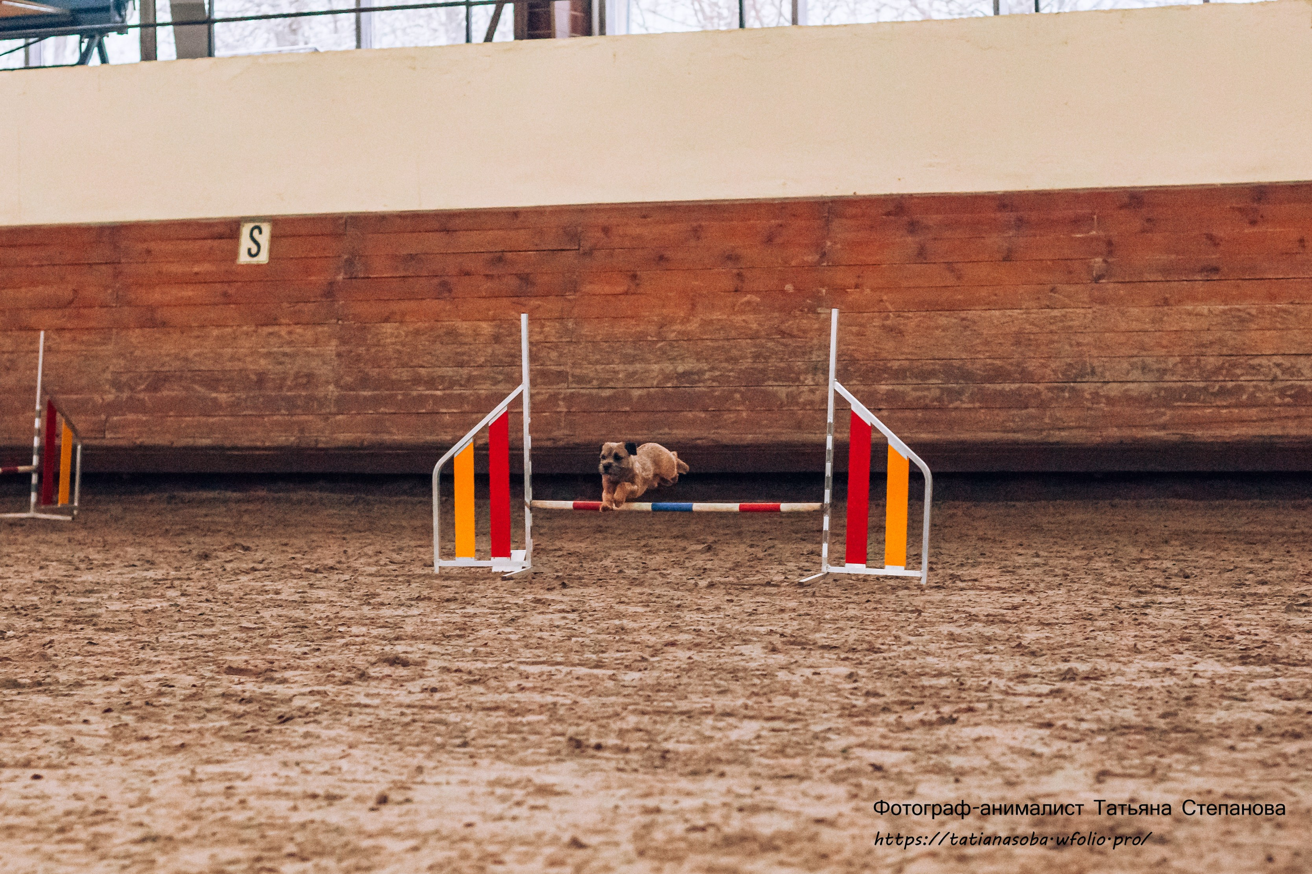 Соревнования по Аджилити 25.02.2024. Фотограф-анималист Татьяна Степанова