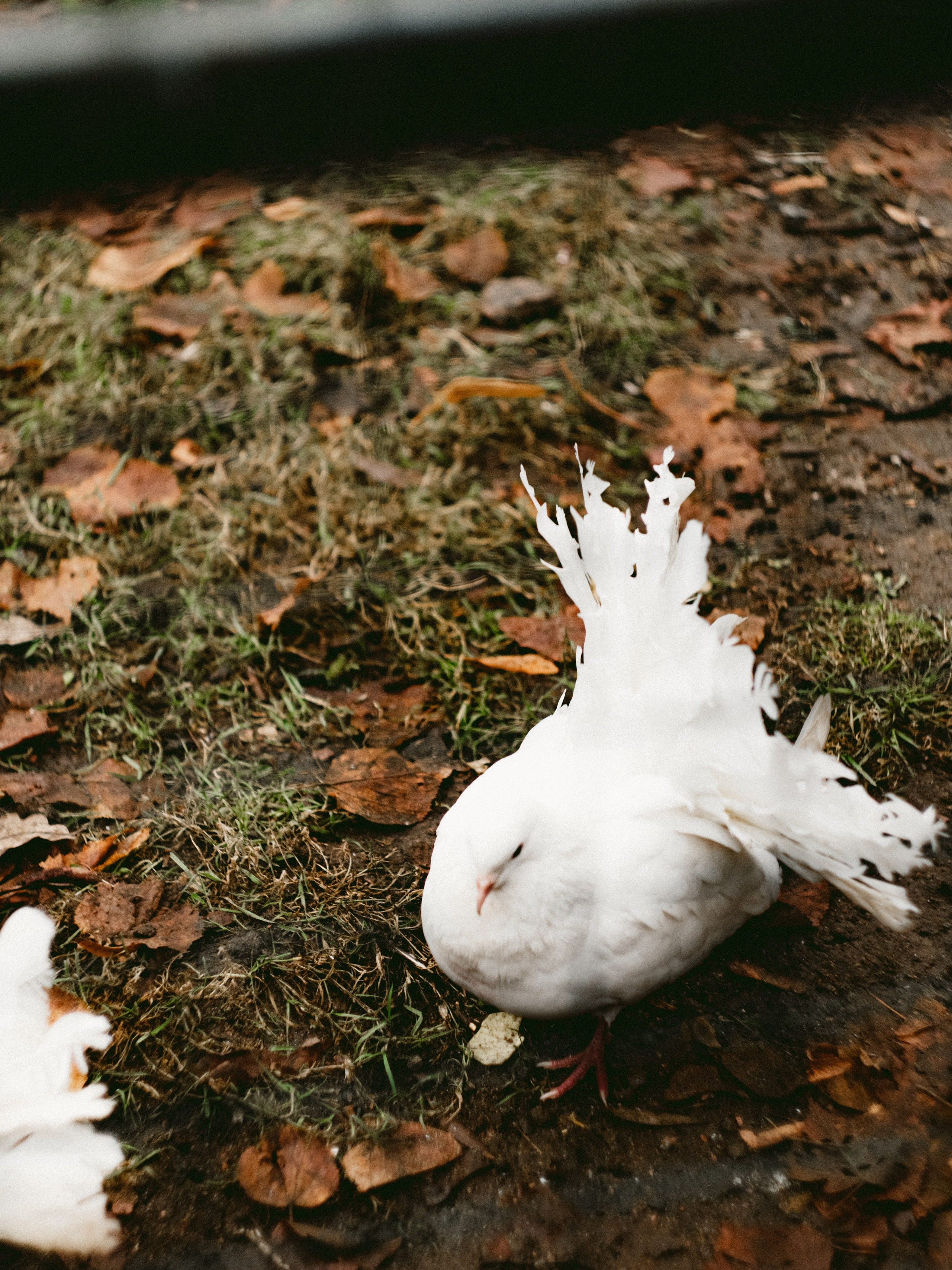 Елагин Остров. Портретный и репортажный фотограф в Санкт-Петербурге Смоляков Максим