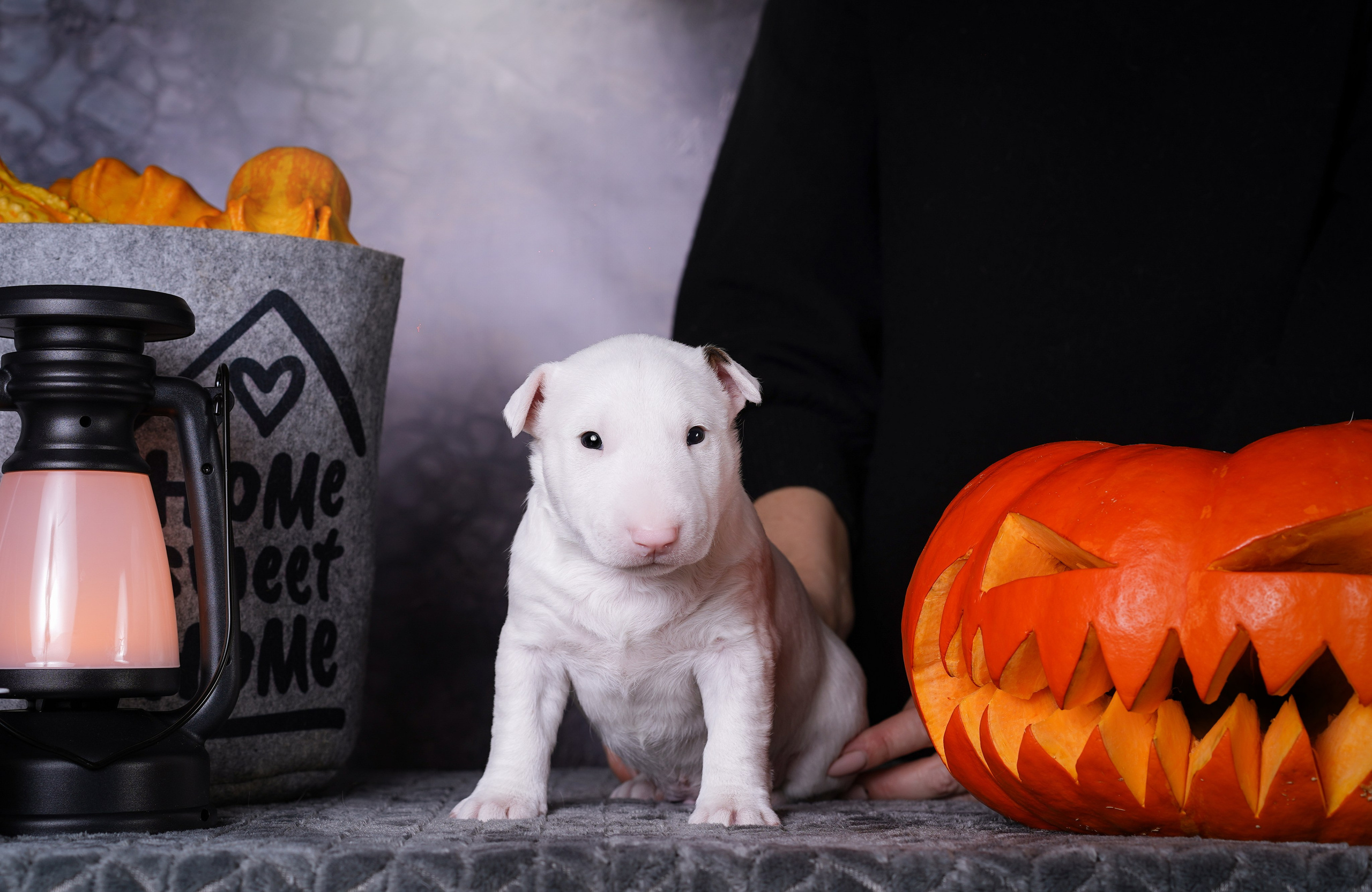 Щенки минибультерьера. Фотограф-анималист в Санкт-Петербурге Яна Мартынова