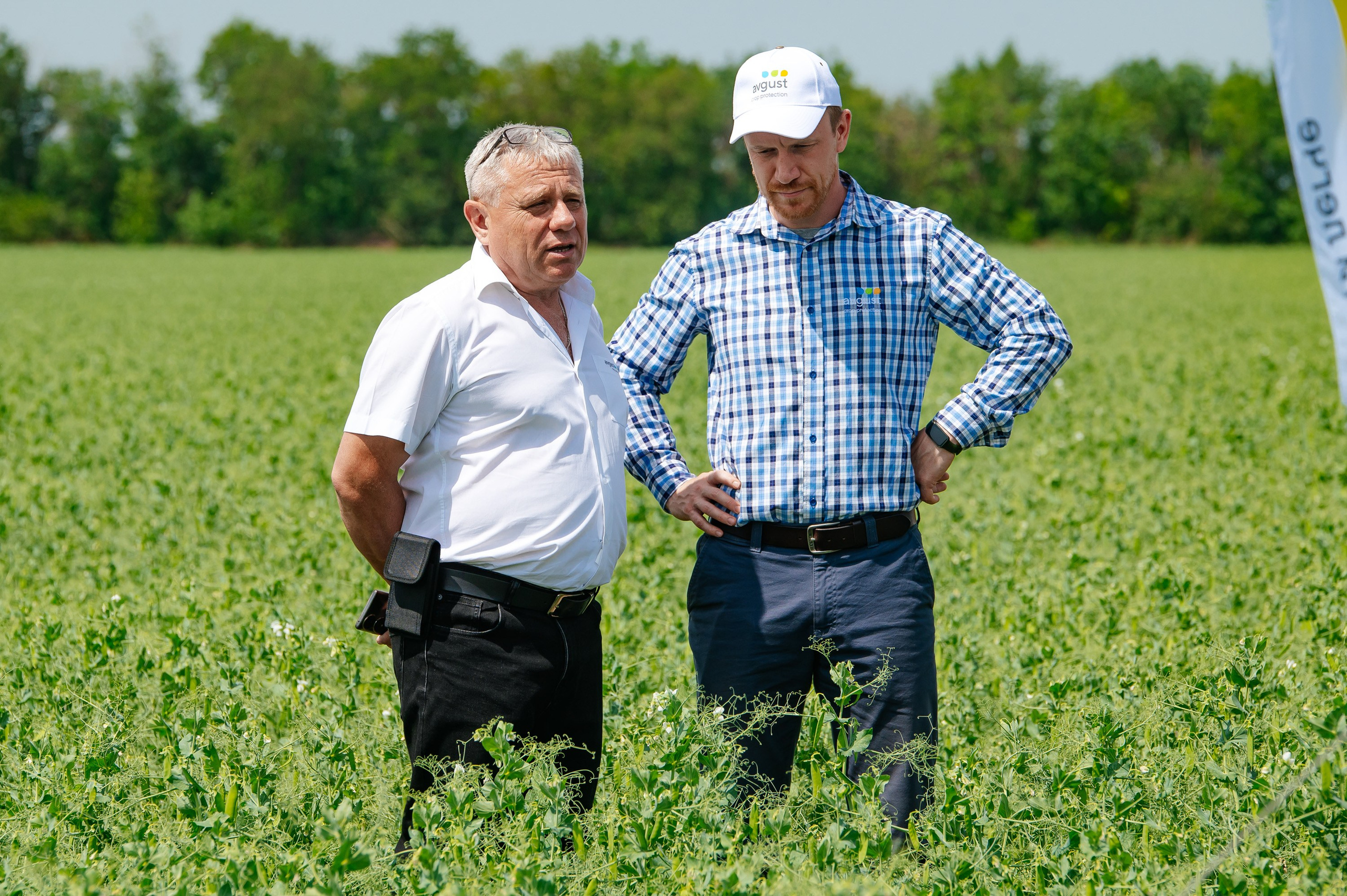 День поля. Главная