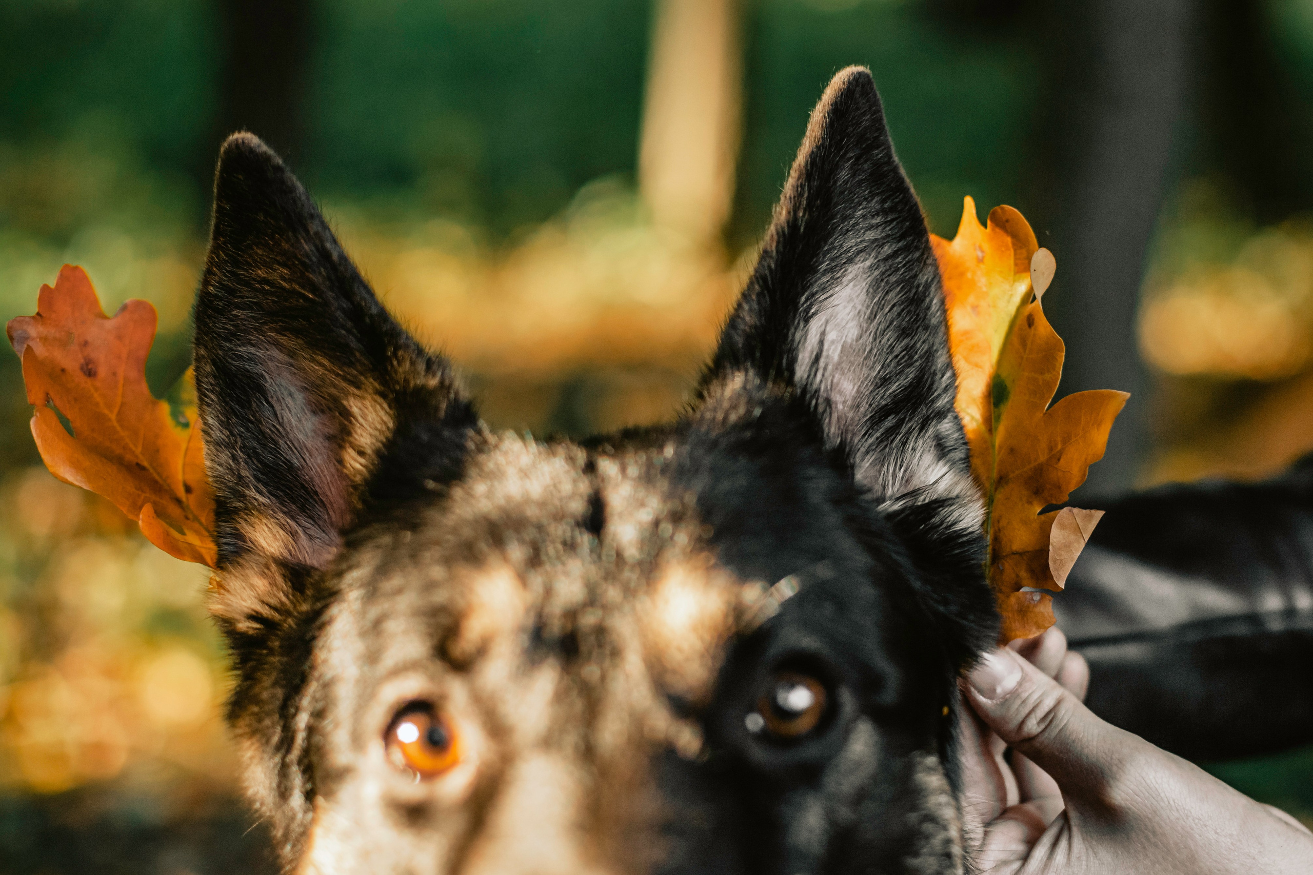 Илай. Фотограф-анималист Татьяна Степанова
