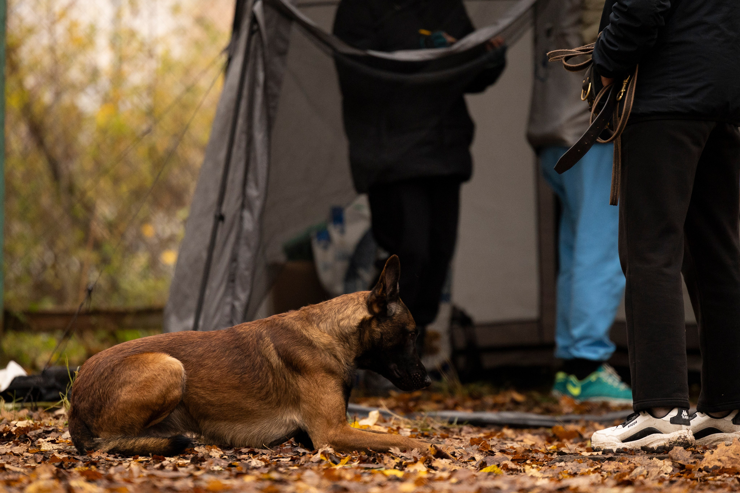 Соревнования по Мондьорингу г. Вологда. Фотограф-анималист Анна Маринич