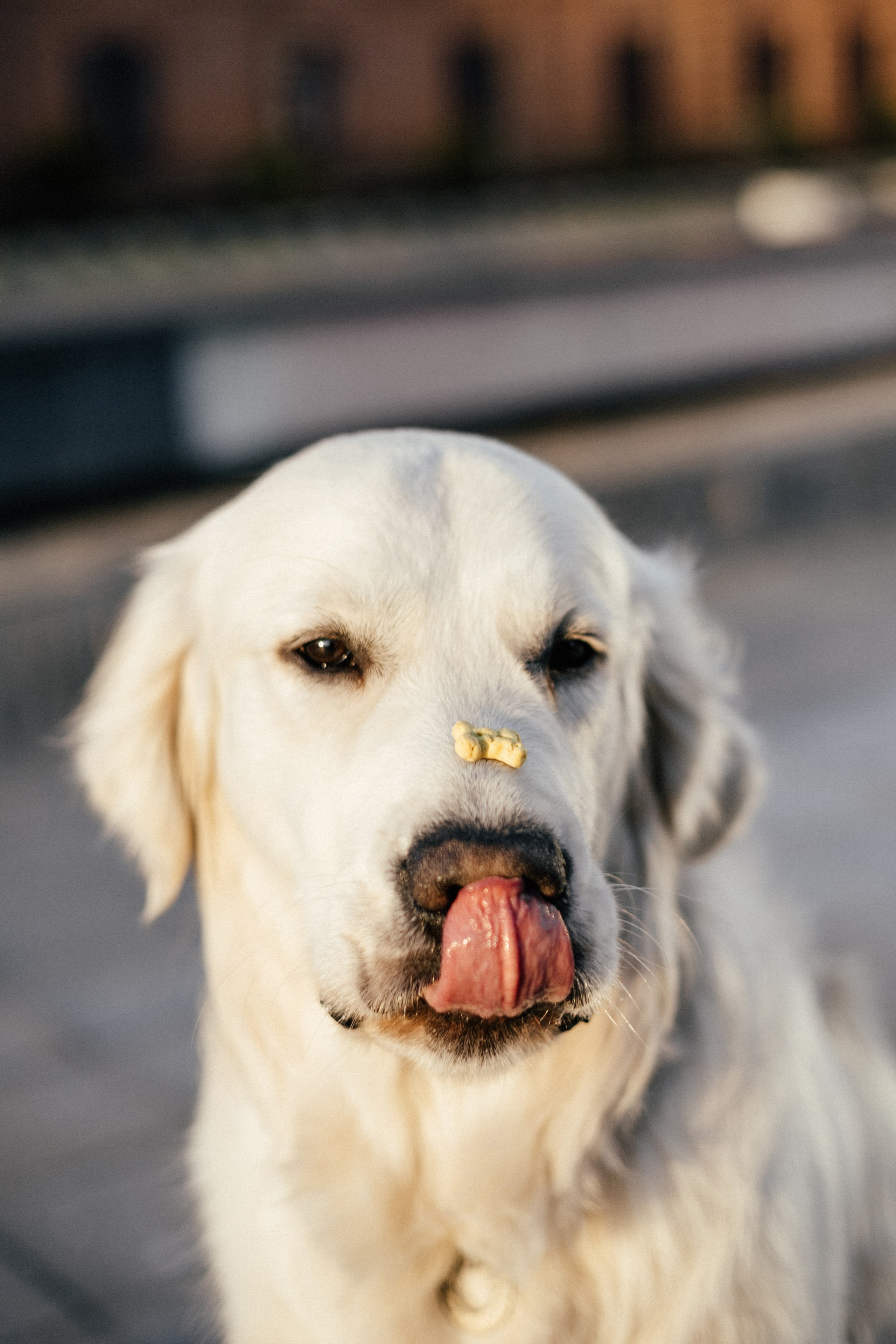Ира и Байрон. Фотограф — анималист Владивосток, Алина