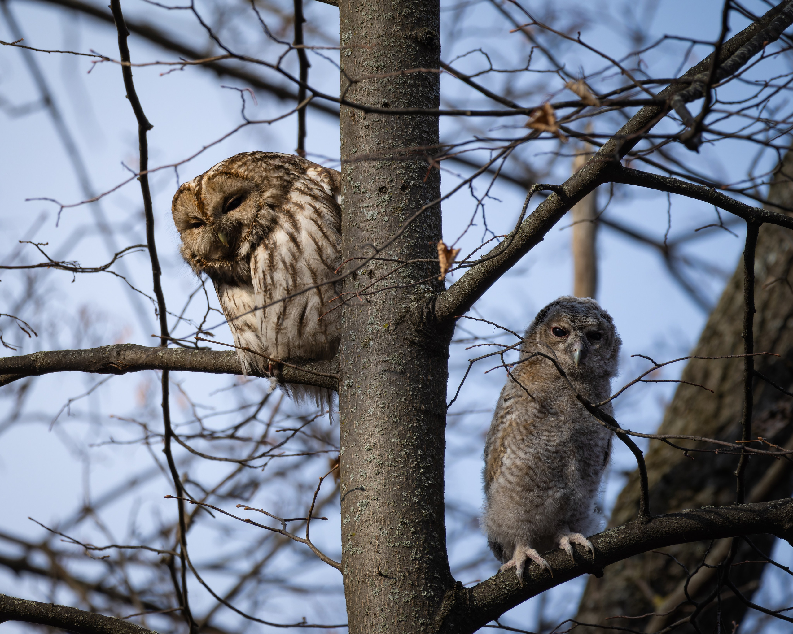 Voronezh 2025. Anton Chernov | Wildlife photographer