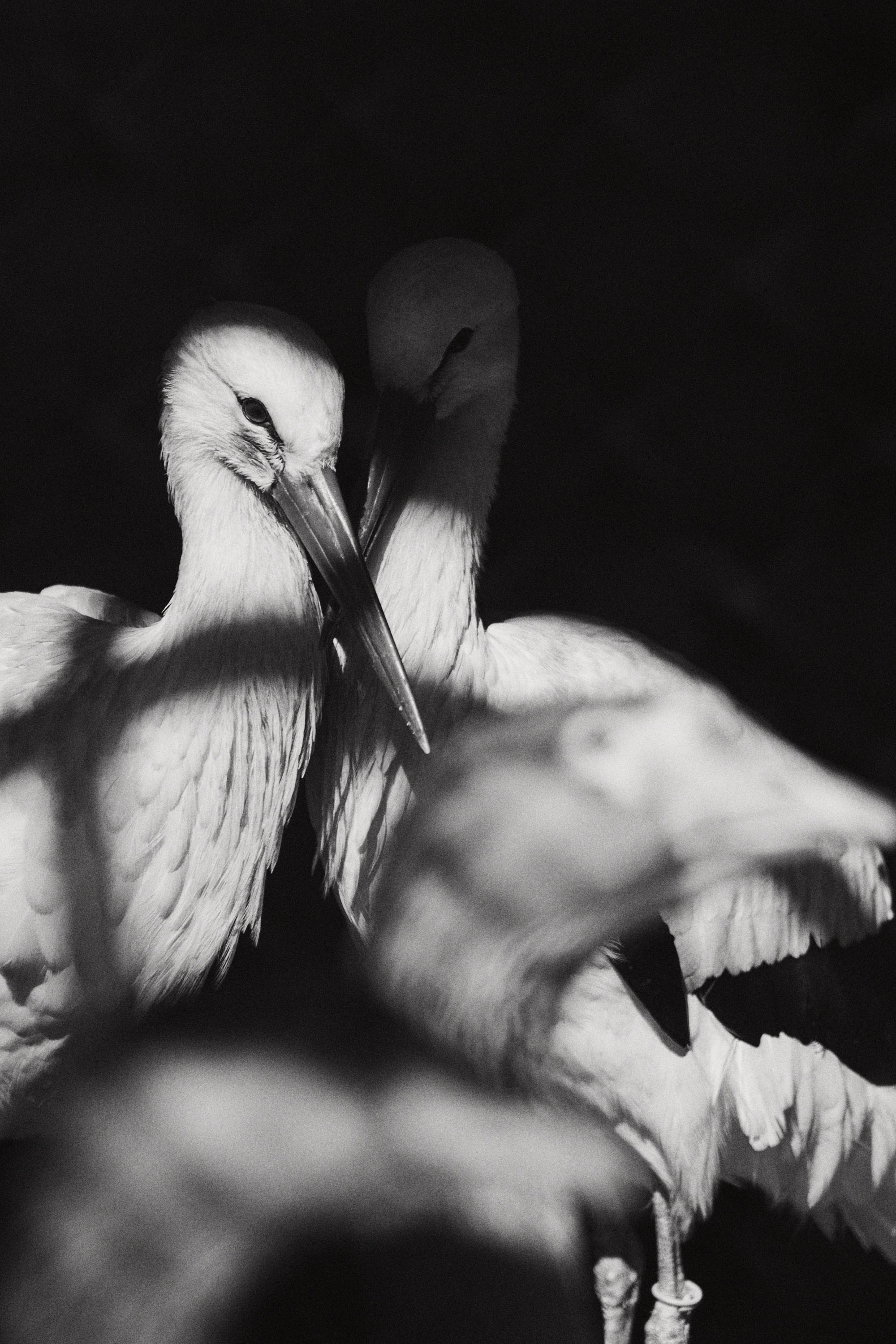 Зоопарк Иваново. Фотограф в Иваново: Каталожная съемка одежды и постельного белья, Wildberries