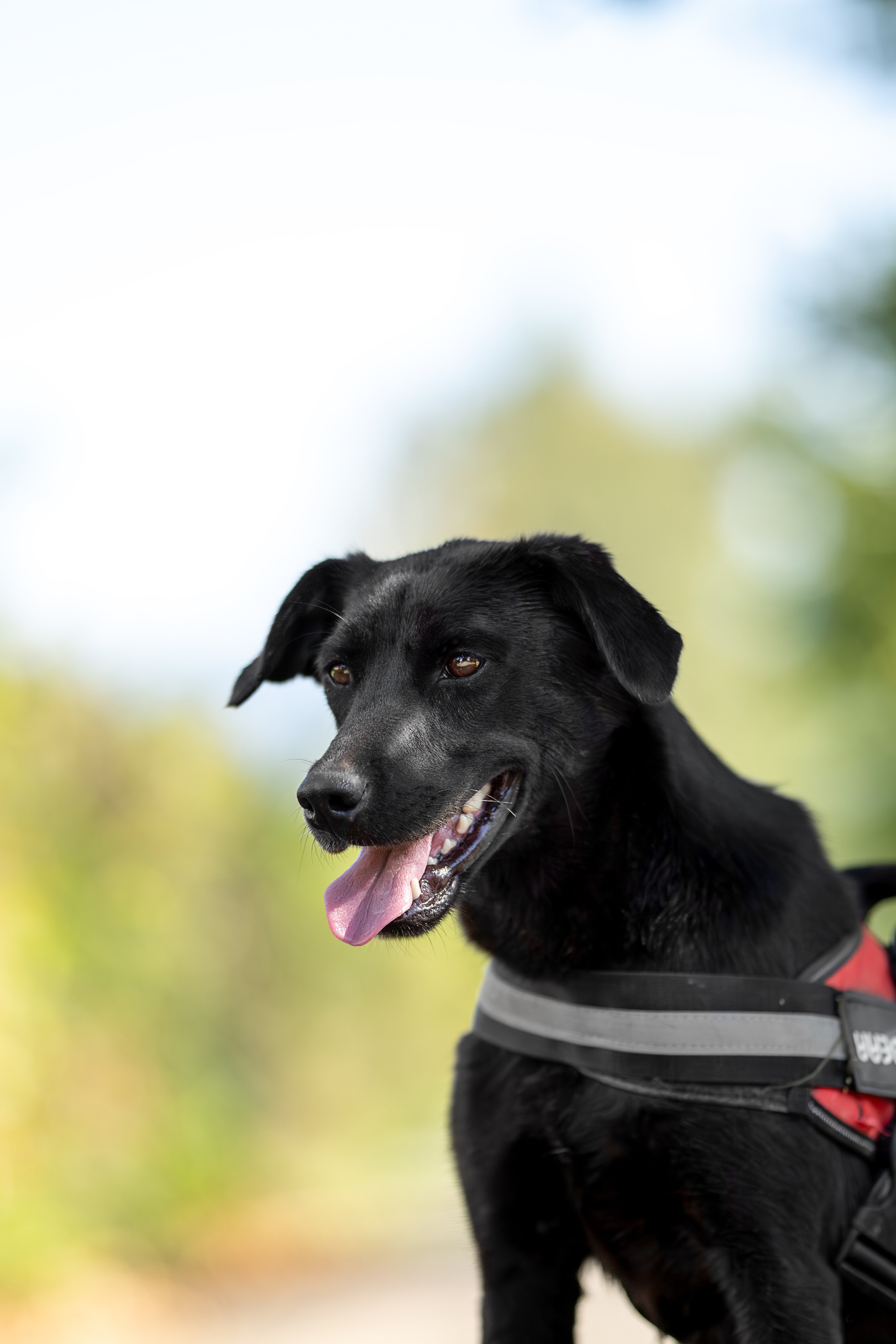 Кураторские питомцы Сириус. Ирина Голомб|Фотограф-анималист в  Сочи и Калининграде