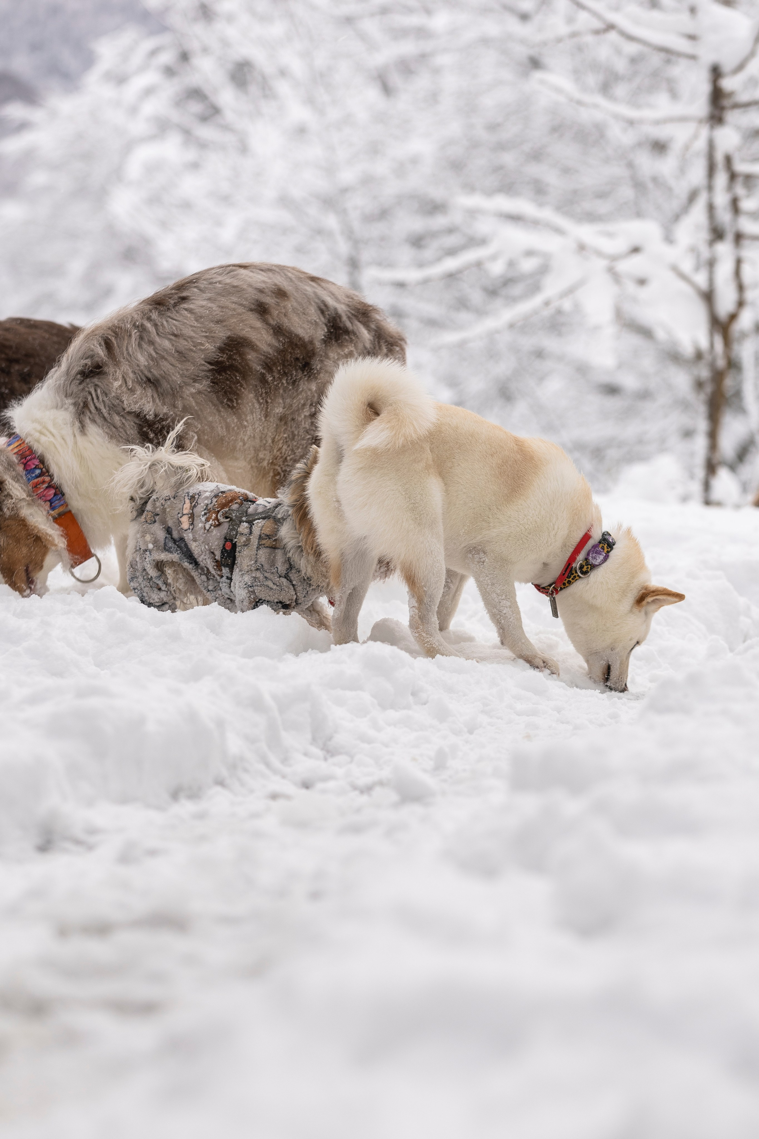 Догтуса Тропа Ефремова. Ирина Голомб|Фотограф-анималист в  Сочи и Калининграде