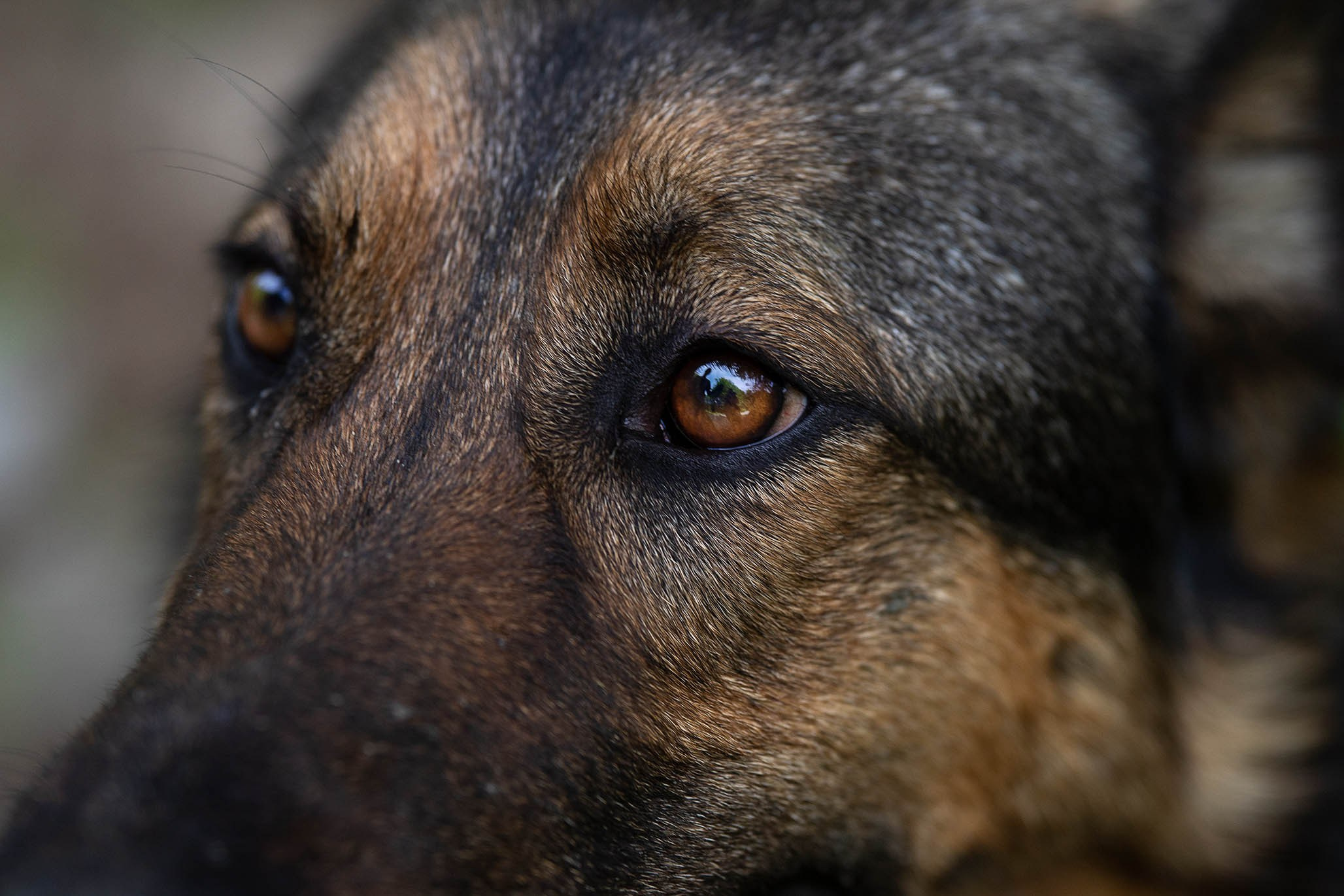 Кай и Герда. Ирина Голомб|Фотограф-анималист в  Сочи и Калининграде