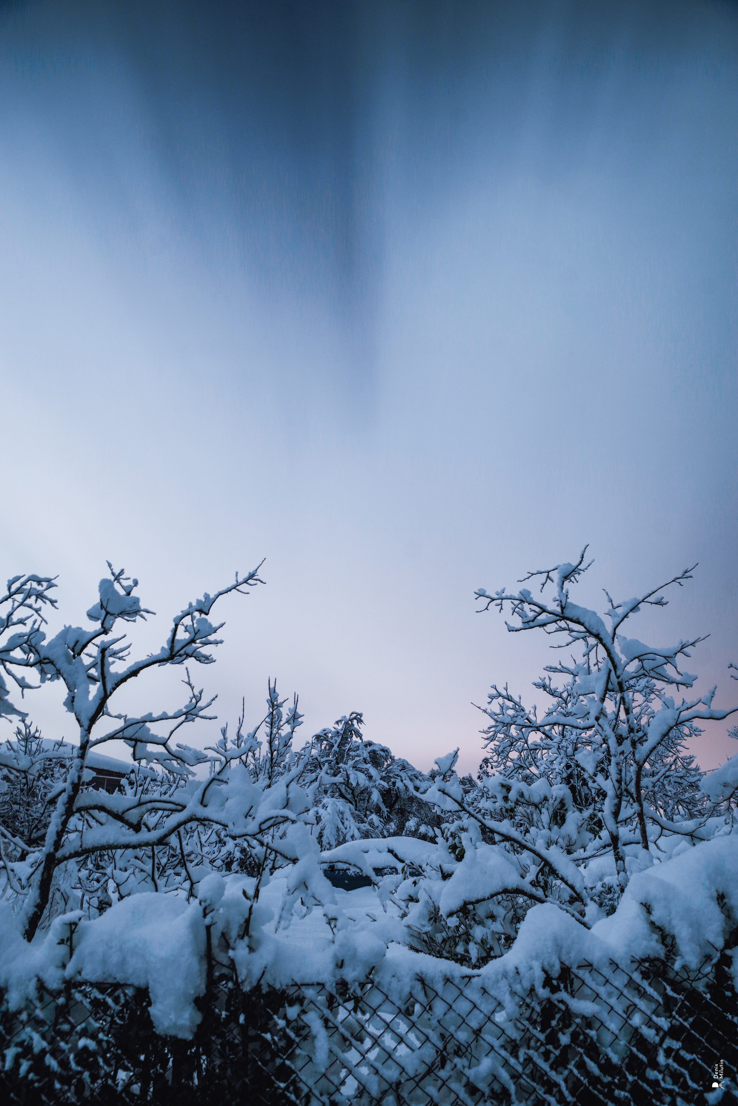 Спящий Менджи зимой. Портретный фотограф Денис Милютин
